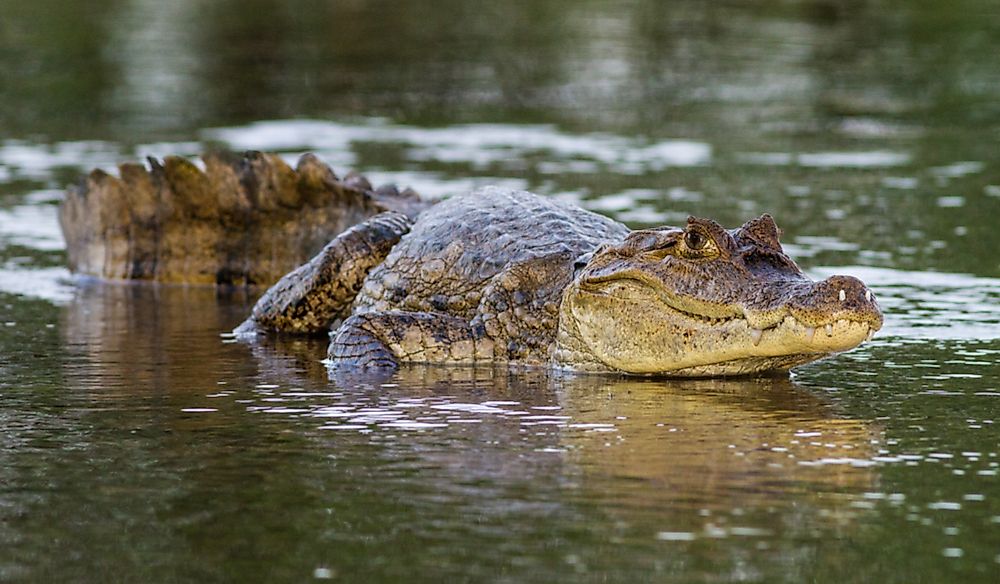 The spectacled caiman is the most common crocodilian species in the world.