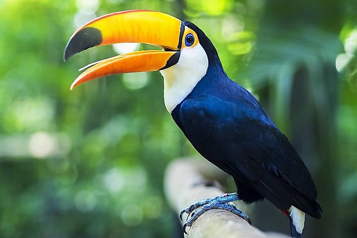 A Toucan perched on a limb in the Amazon rainforest near Foz do Iguacu, Brazil.
