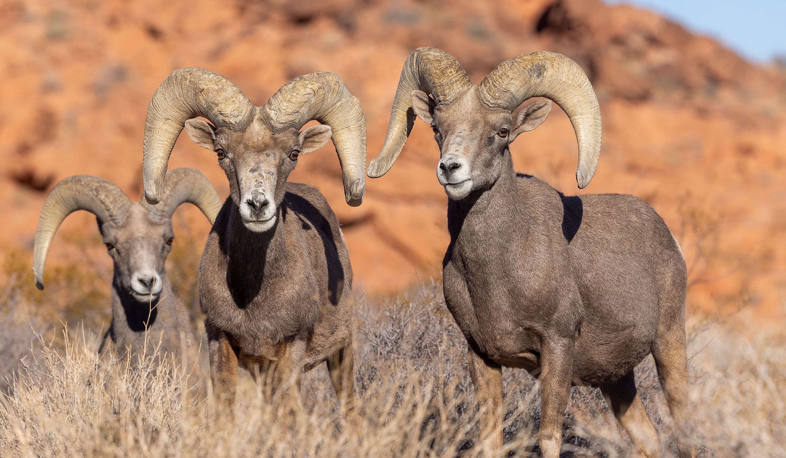 Desert Bighorn Sheep Rams in winter in Nevada.