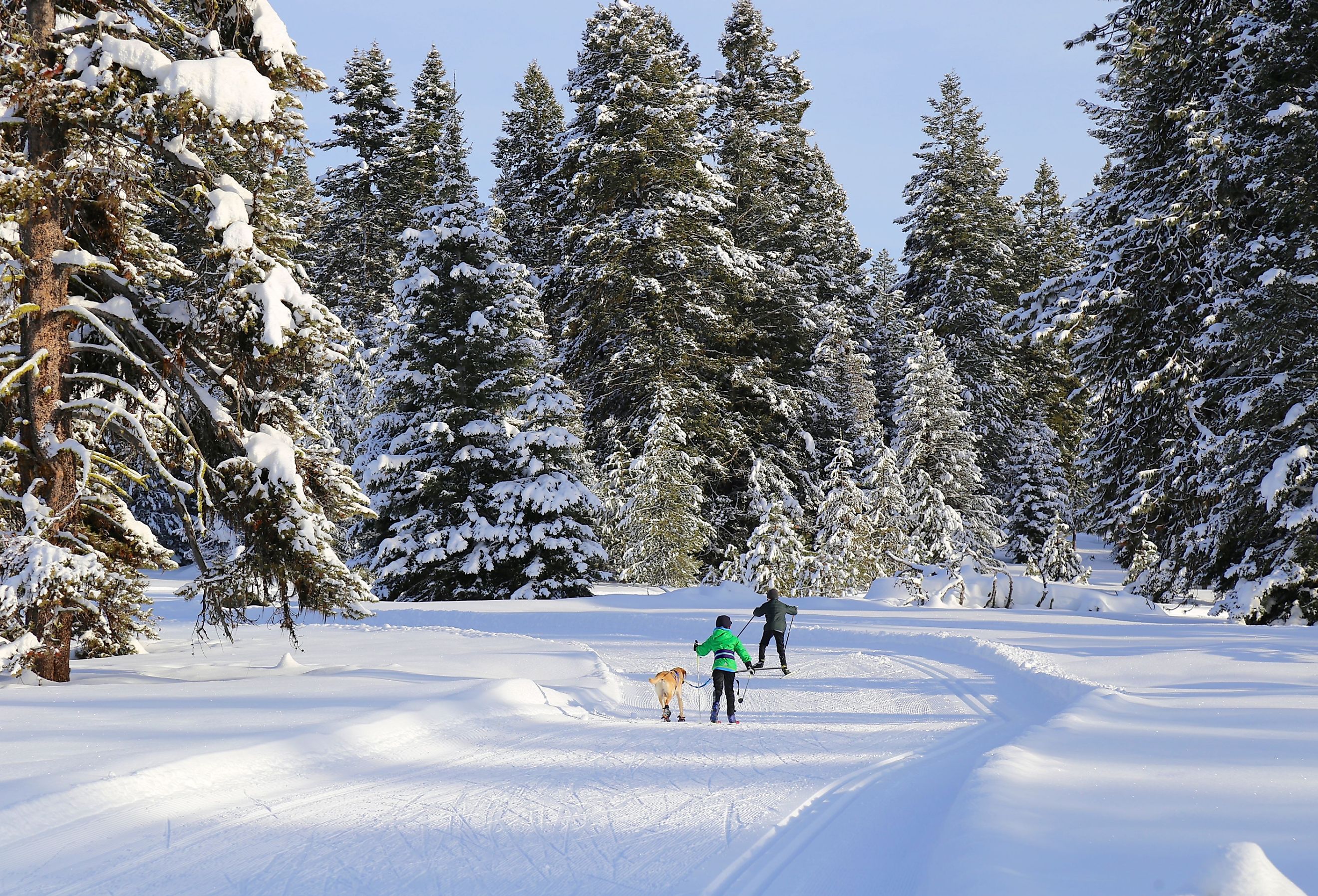 A pair of boys cross-country skiing with their dog in McCall, Idaho.