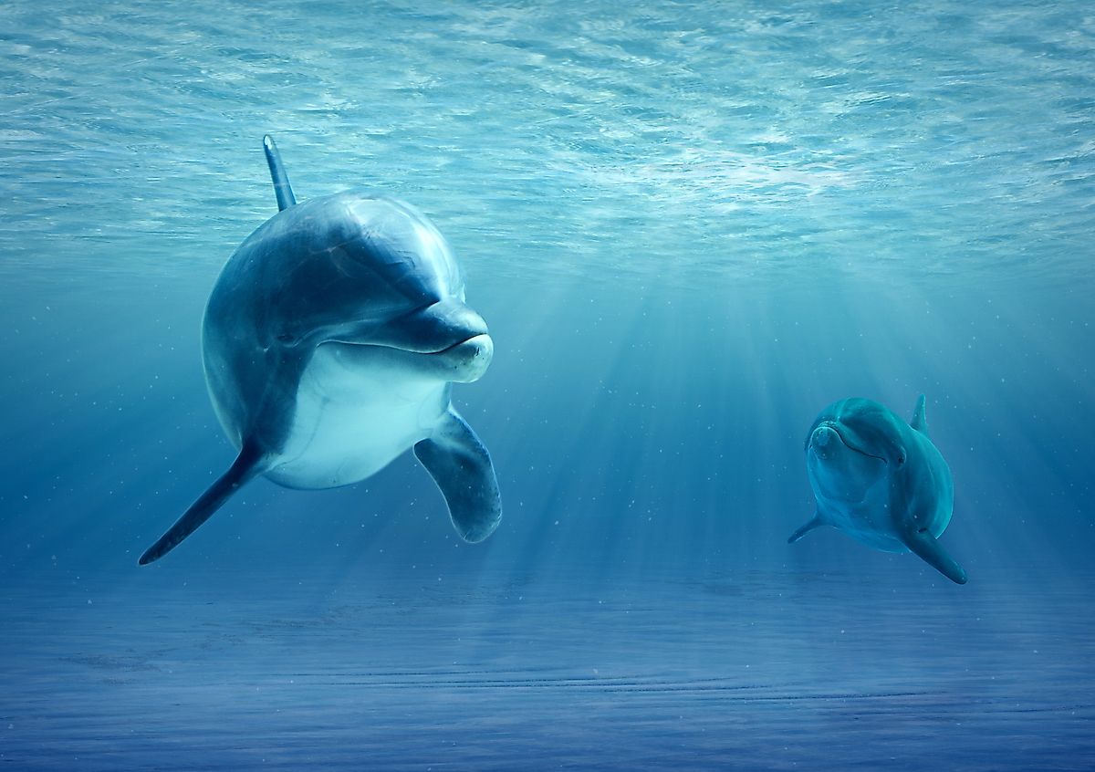 Two dolphins swimming together. Image credit: Marshalgonz/Shutterstock.com