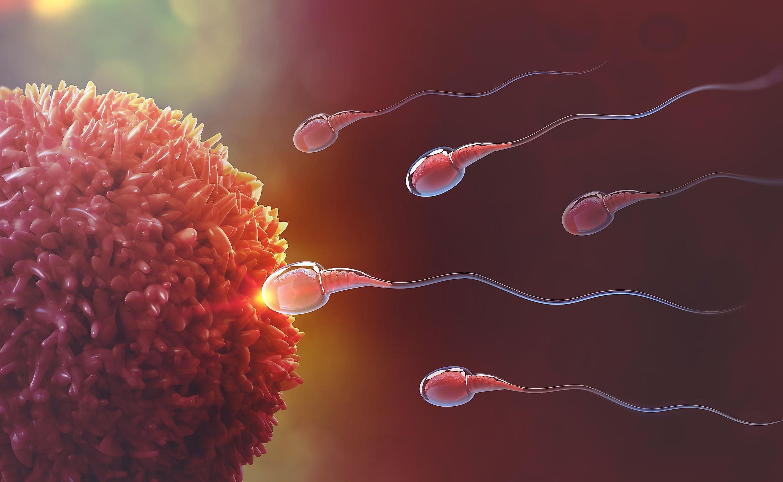 Although there are exceptions, the great majority of animals we know use sexual reproduction to ensure the survival of their species.