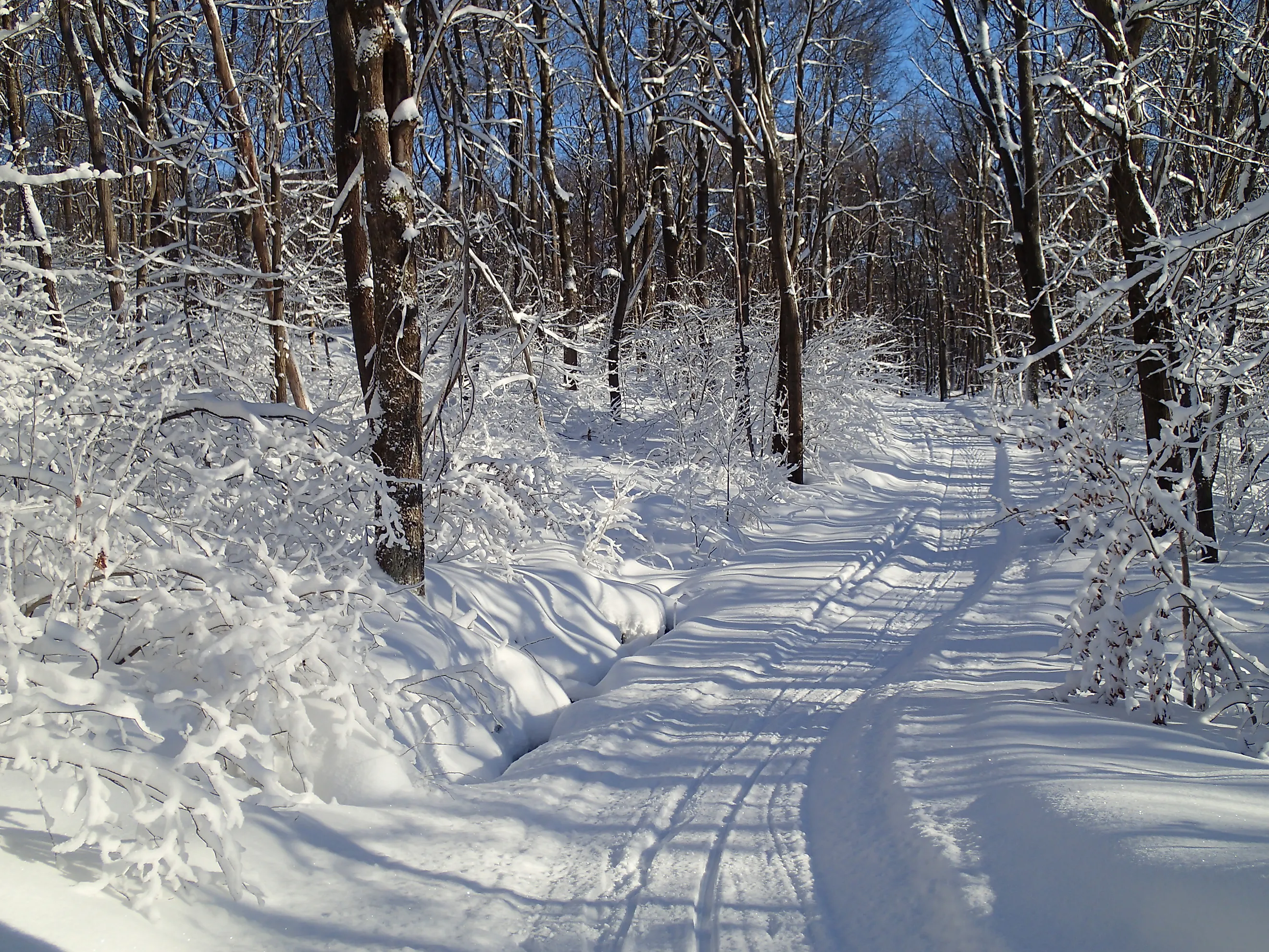Cross country ski trail in the Laurel Highlands near Farmington, Pennsylvania.