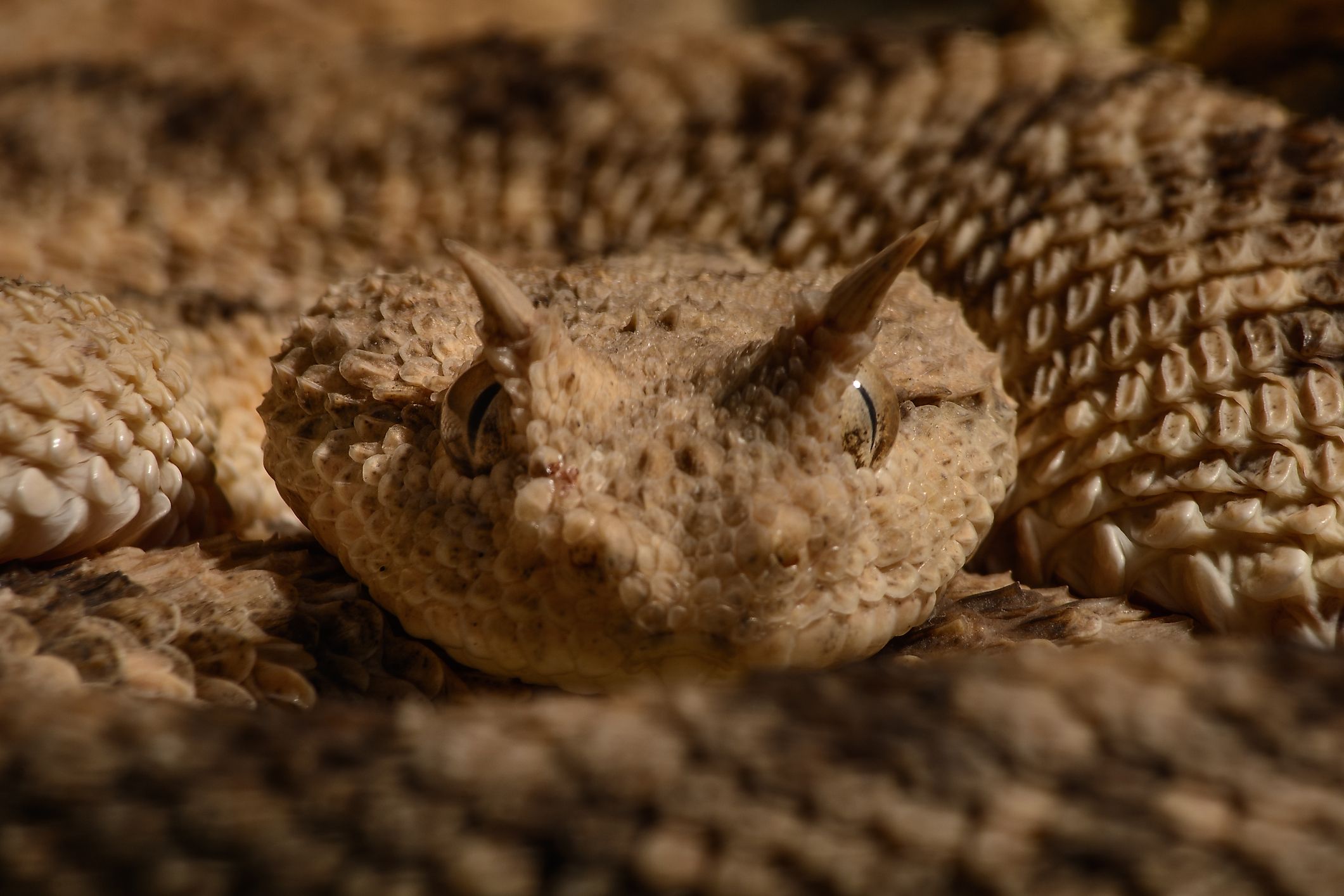The sahara sand viper is a reptile that can be found in Mauritania.