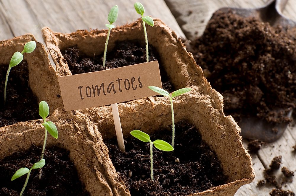 Tomatoes are an example of a plant that does not require a great amount of work to care for.