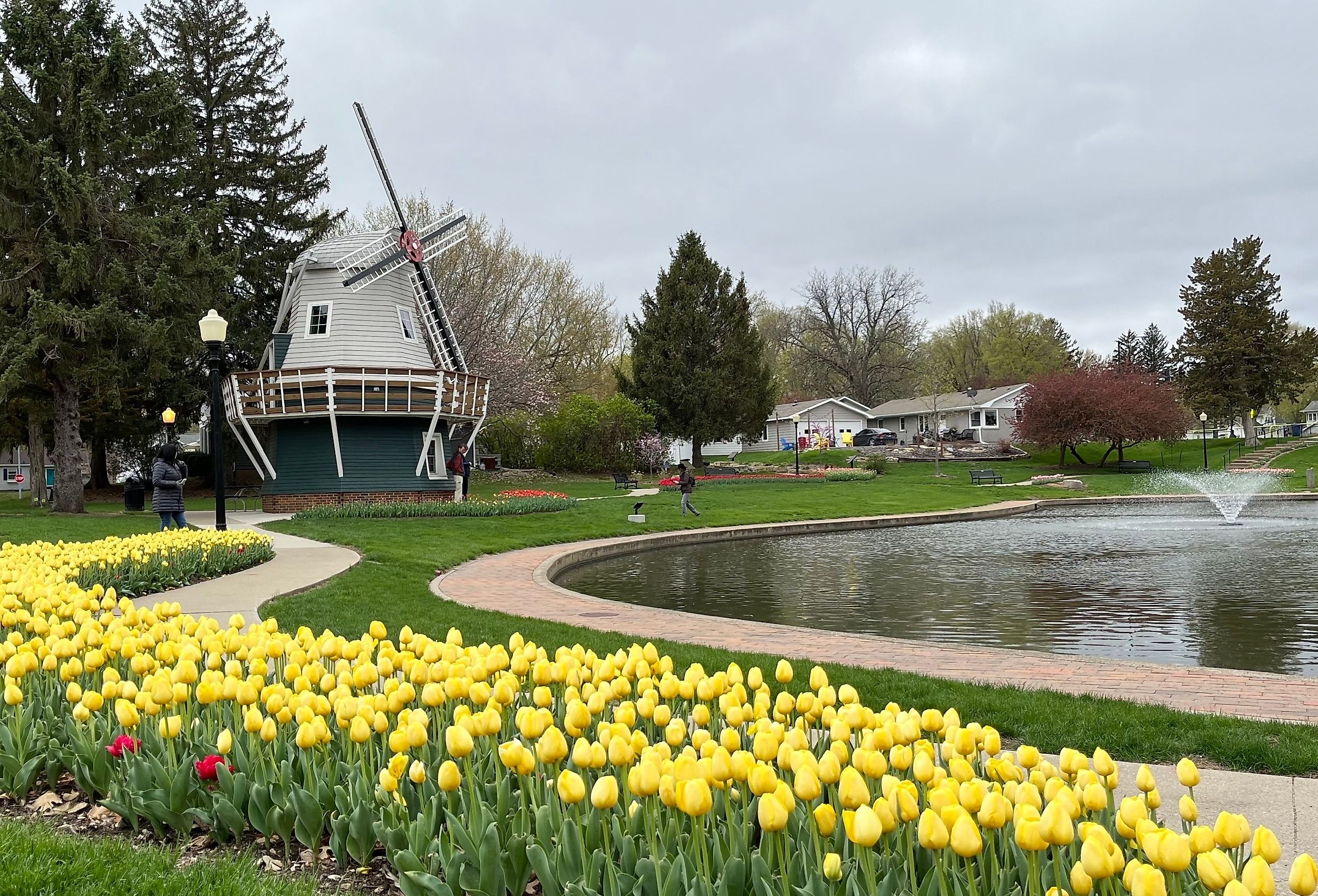 Windmill and yellow tulips in Pella, Iowa.