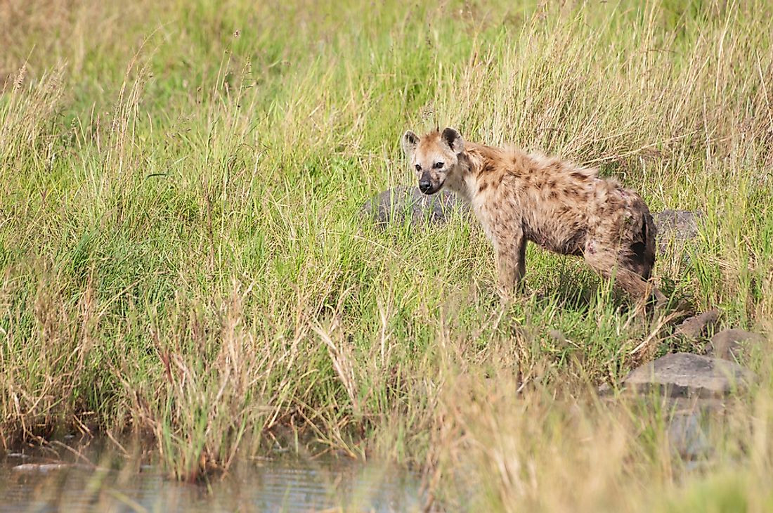 Kenya Animals — Animals That Live in Kenya - WorldAtlas