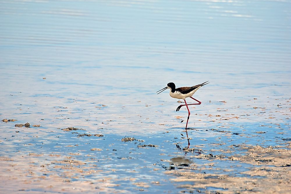 A Hawaiian black-necked stilt at the Kanaha Pond State Wildlife Sanctuary.
