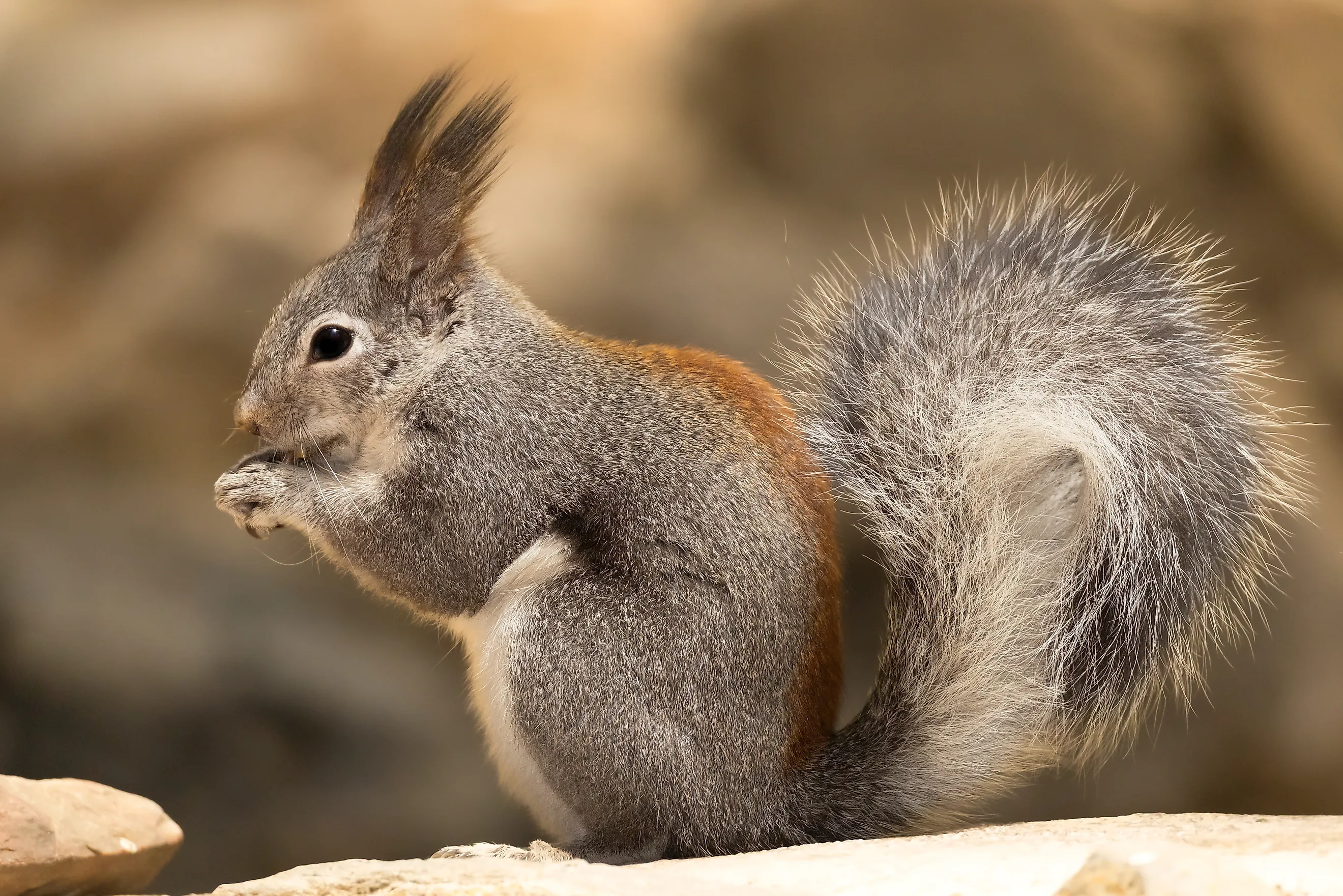 Abert's squirrel