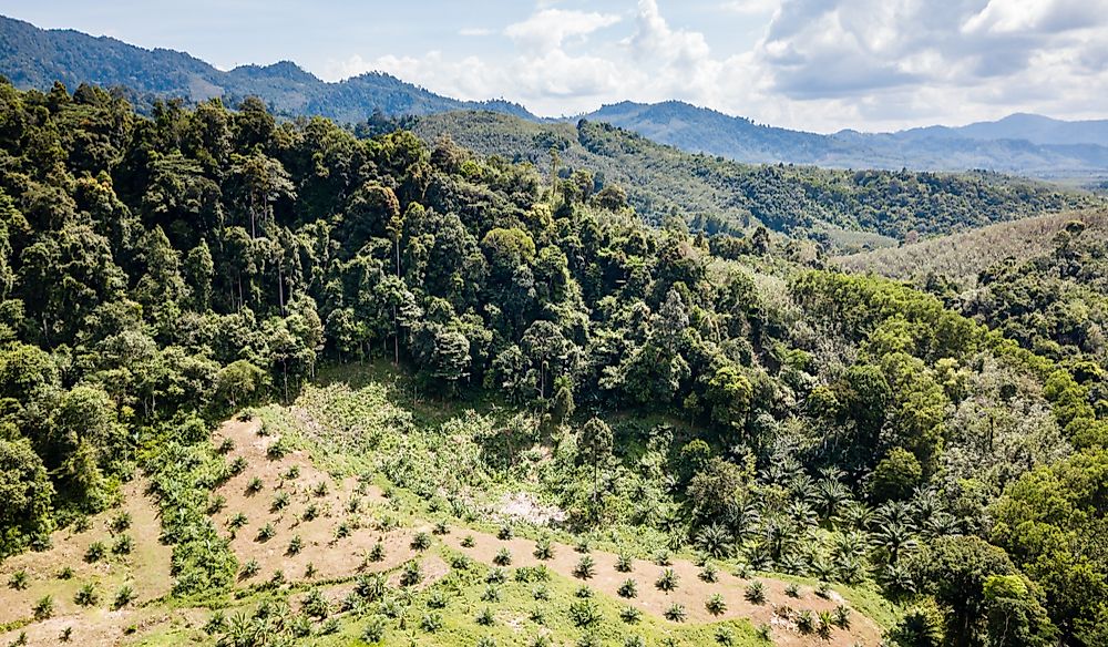 Deforestation by the palm oil industry in Thailand.