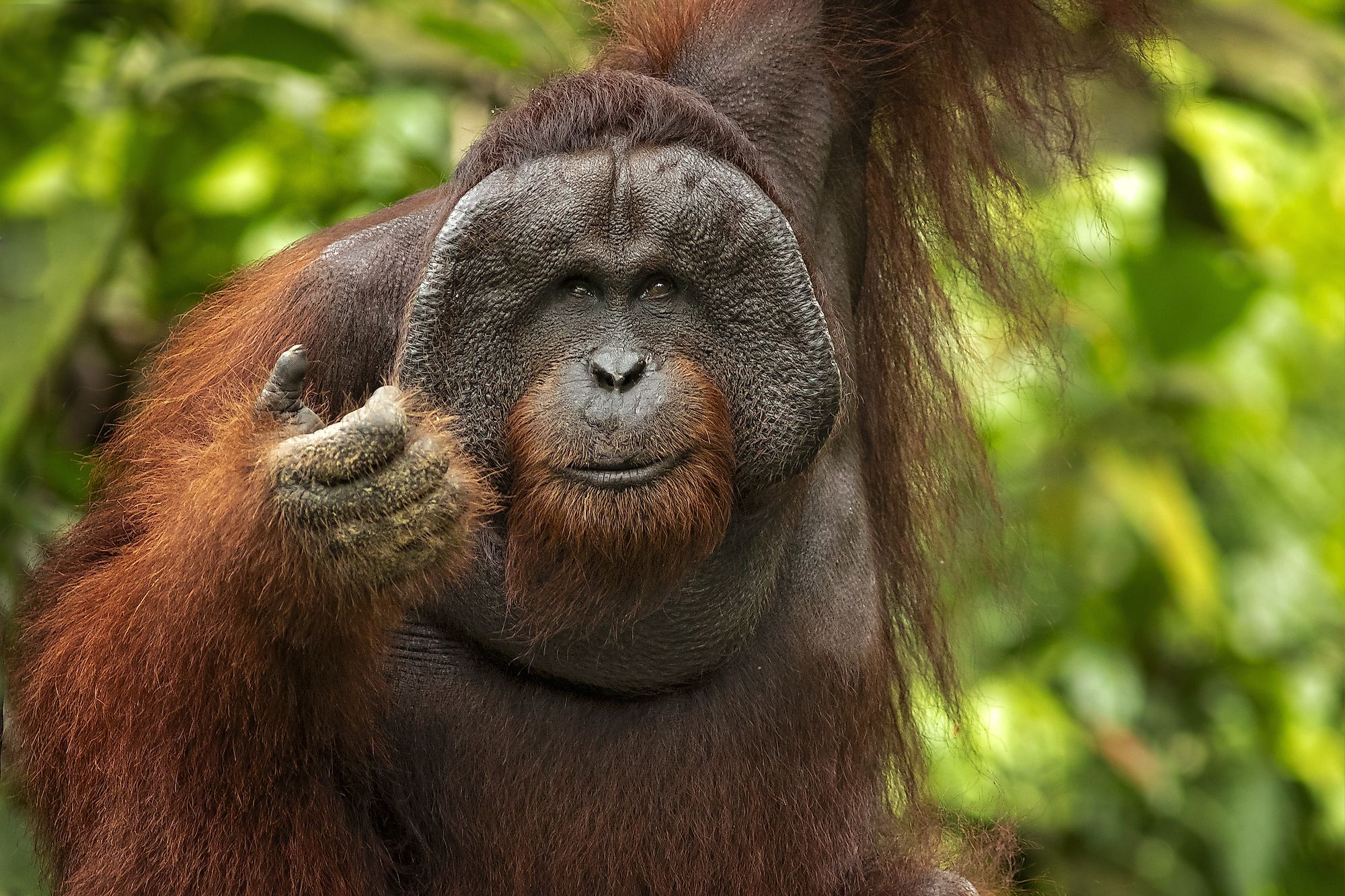 Bornean orangutan is a species of orangutan native to the island of Borneo. Image credit: Milan Zygmunt/Shutterstock.com