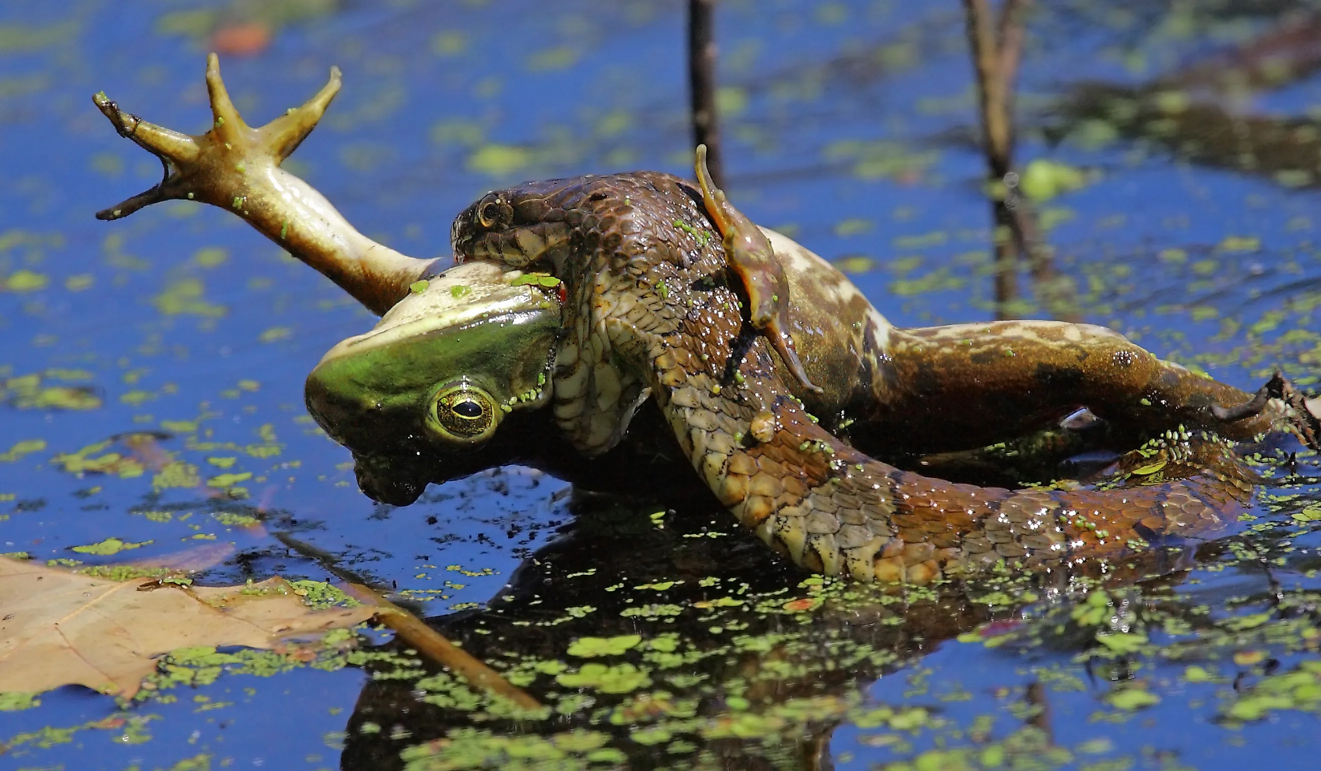 A northern water snake eats a frog.