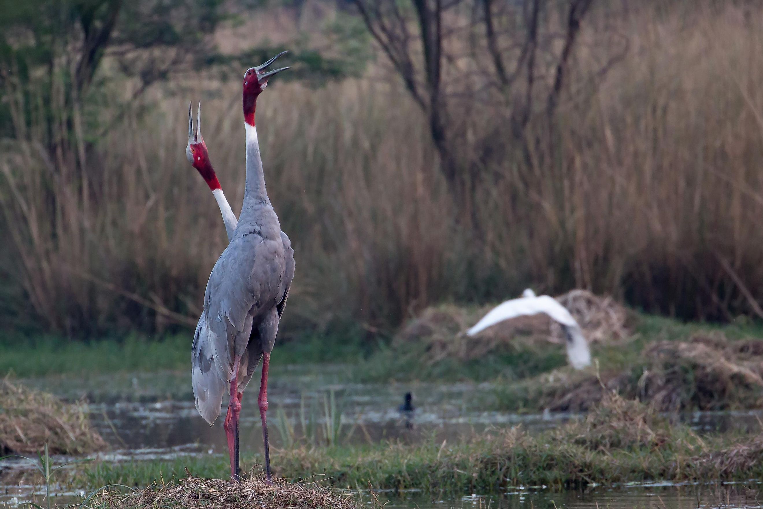 A pair of sarus cranes in the Sultanpur National Park. Image credit: Sanchi Aggarwal