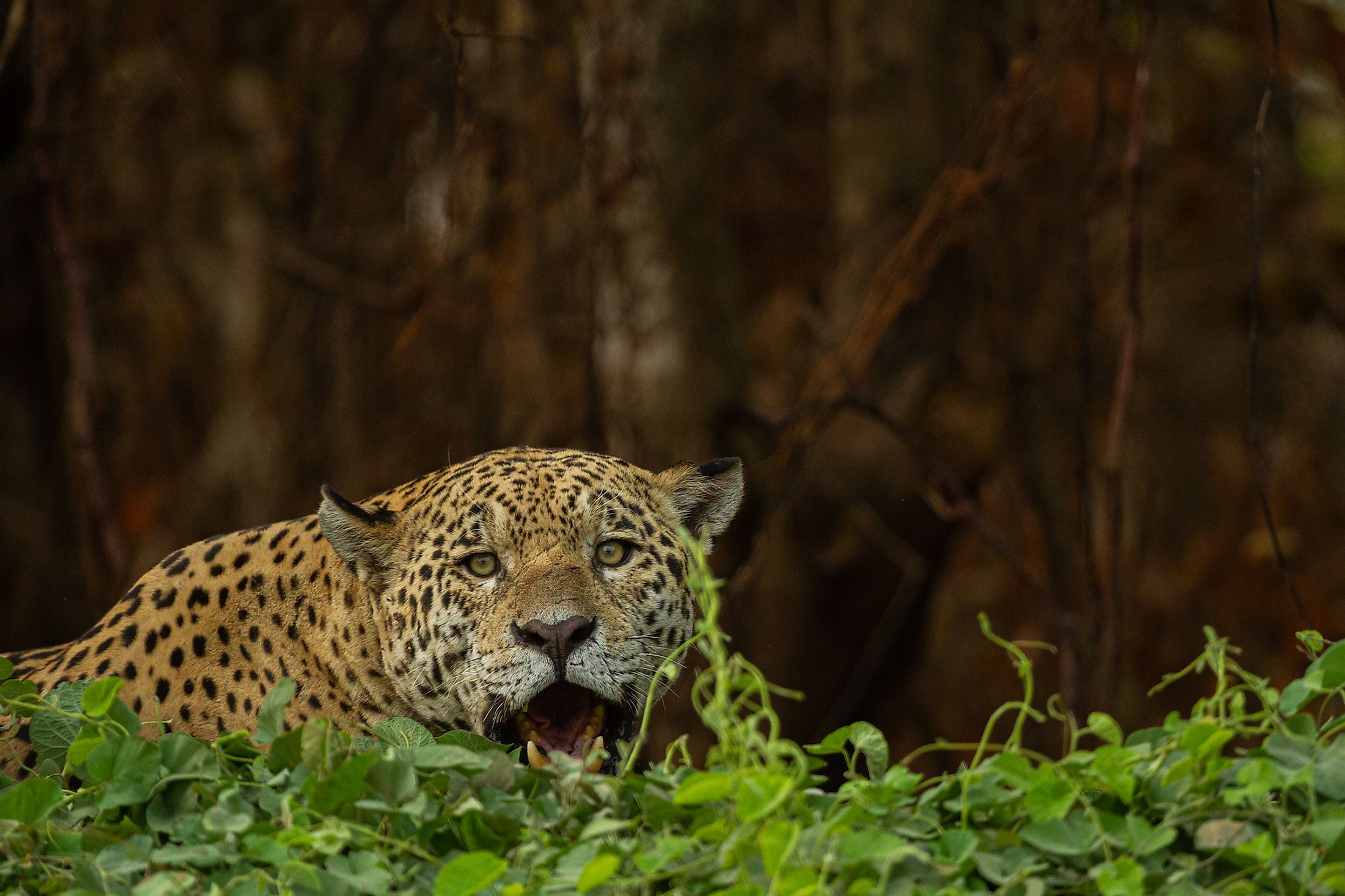 Wildfires And Habitat Loss Are Killing Jaguars In The Amazon Rainforest -  WorldAtlas