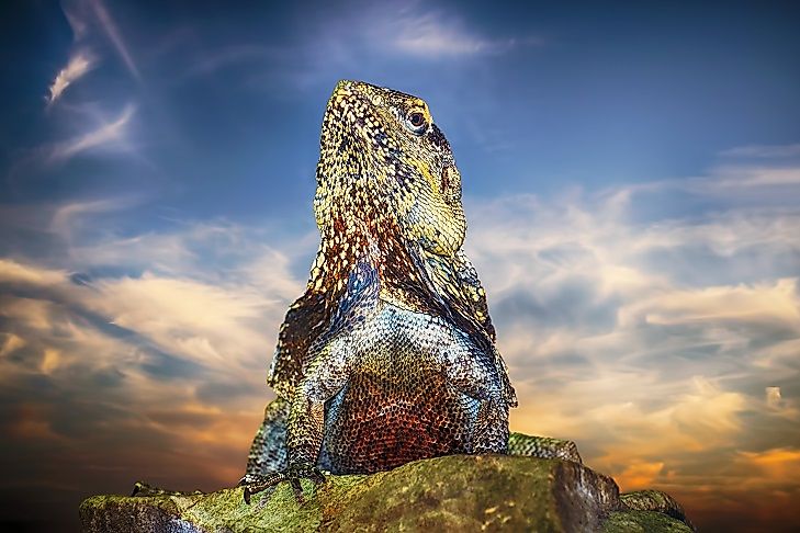 The Guatemalan Spiny-Tailed Iguana is an endangered species endemic to Guatemala.