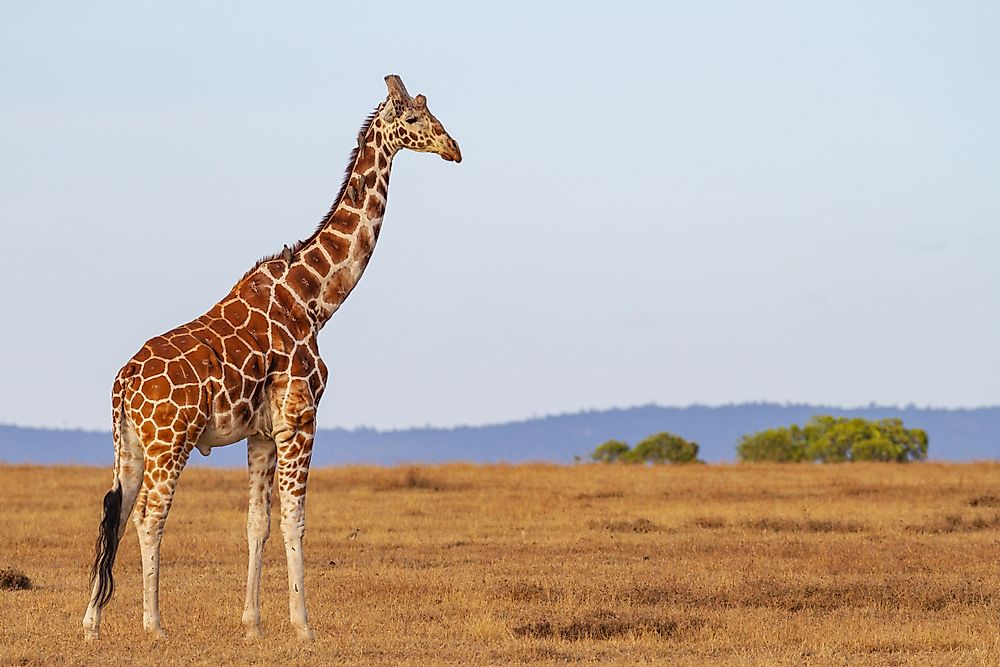 Nubian Giraffe, Giraffa camelopardalis camelopardalis, male