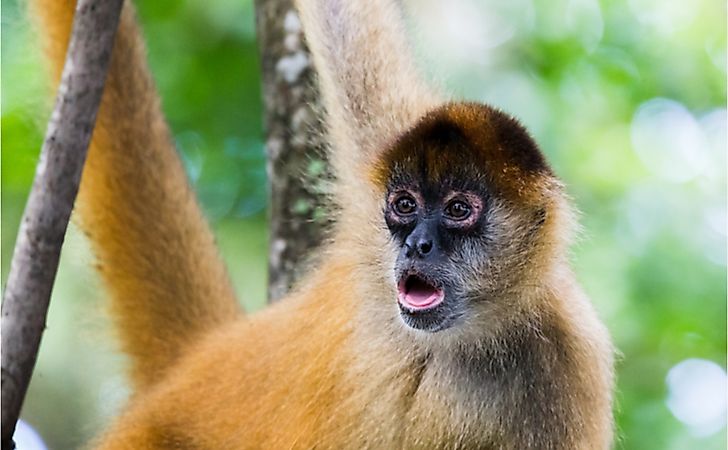 The 15 Species Of Critically Endangered New World Monkeys - WorldAtlas