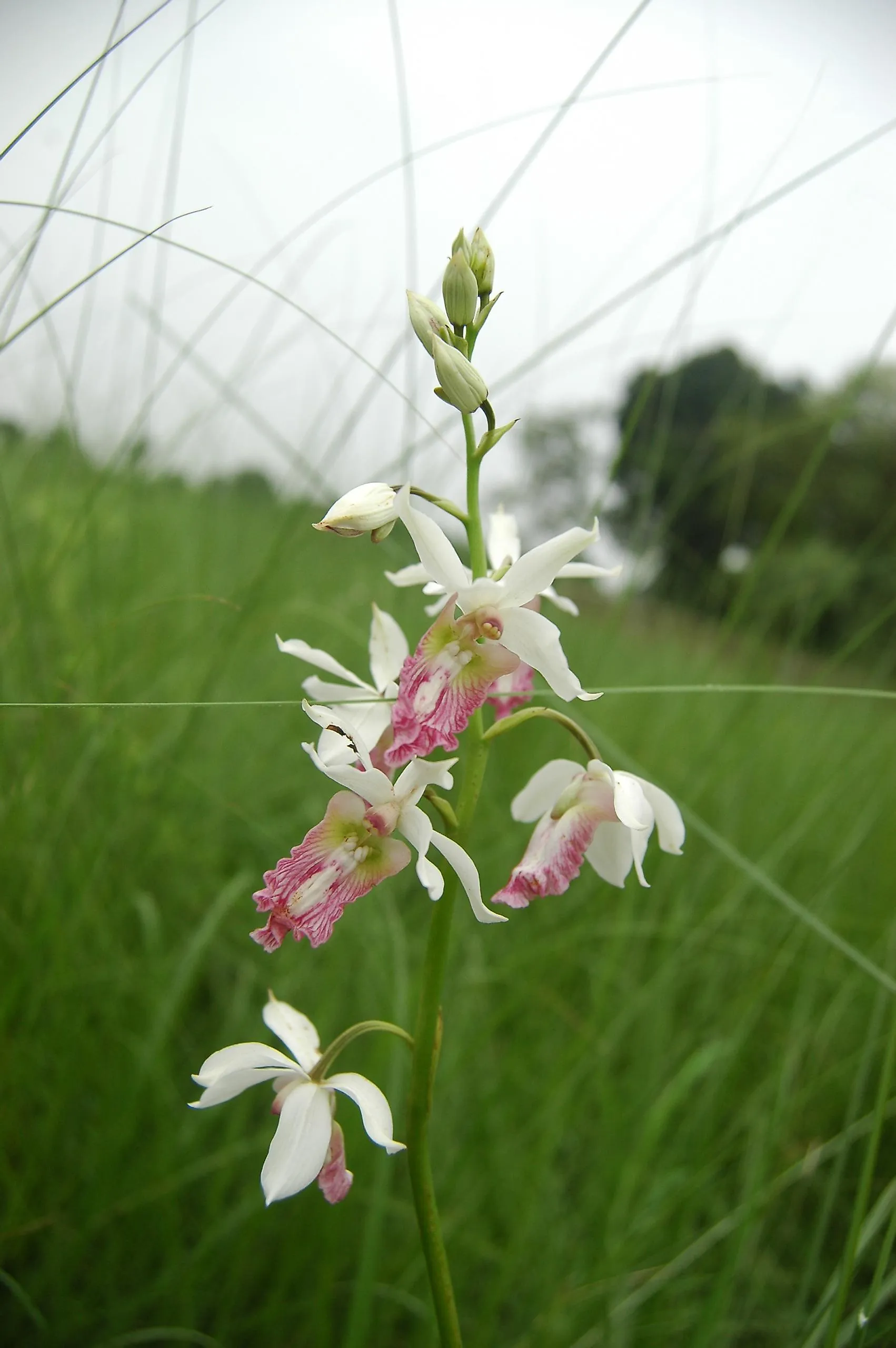 What Is The Rarest Flower In The World? WorldAtlas