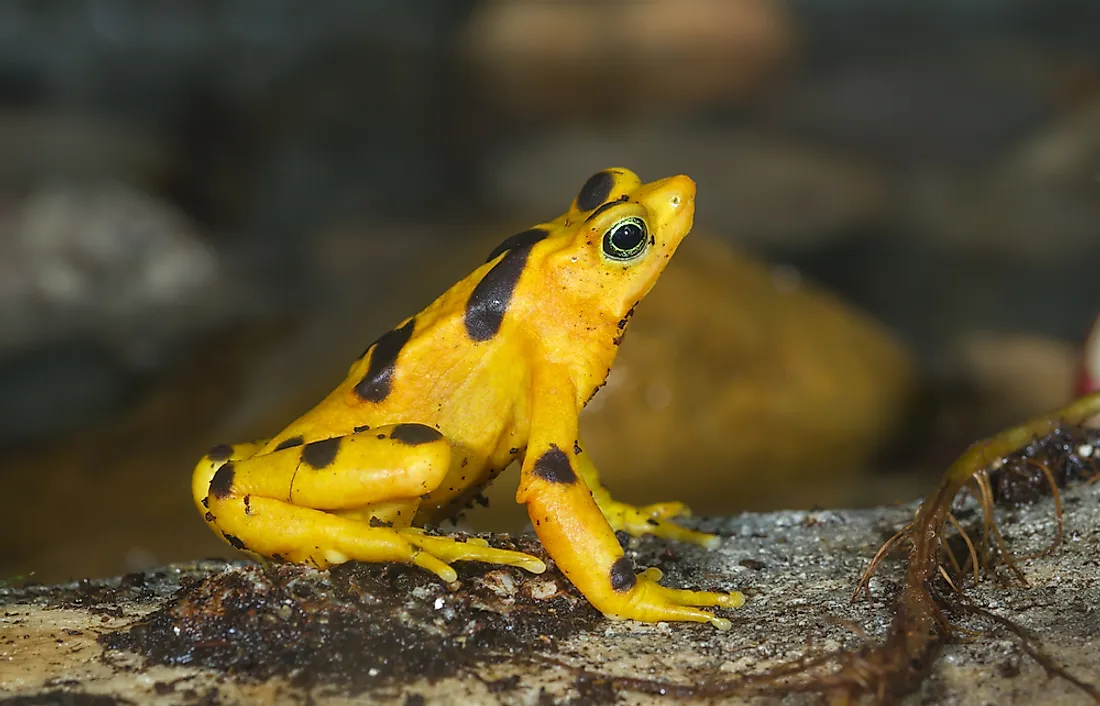 The World's Most Stunningly Yellow Animals WorldAtlas