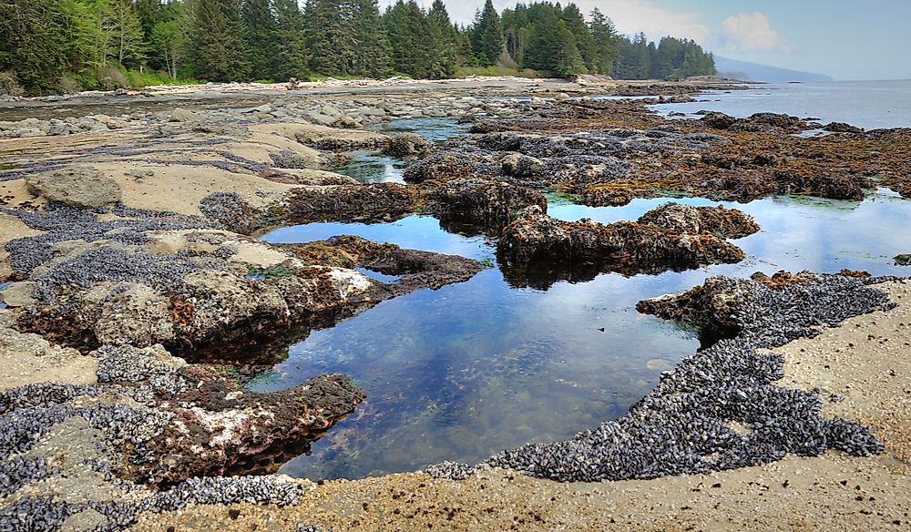 What Is A Tide Pool Worldatlas