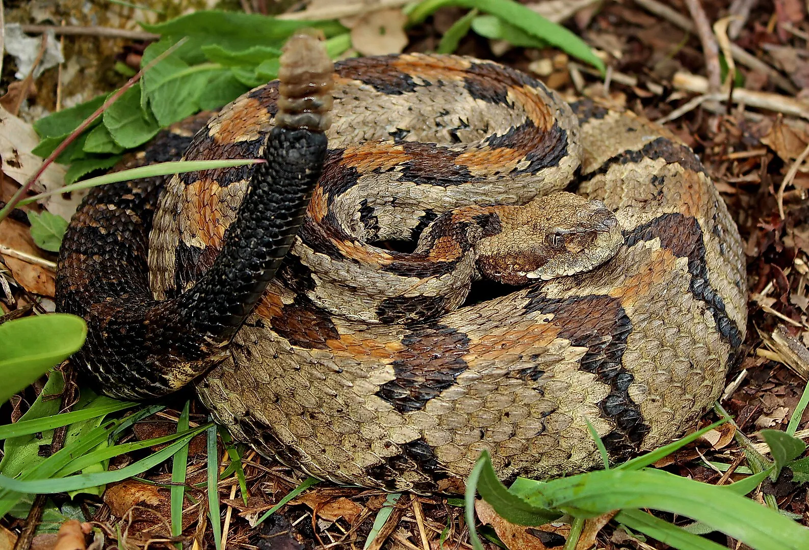 Timber rattlesnake. By Peter Paplanus - CC BY 2.0, Wikimedia Commons.