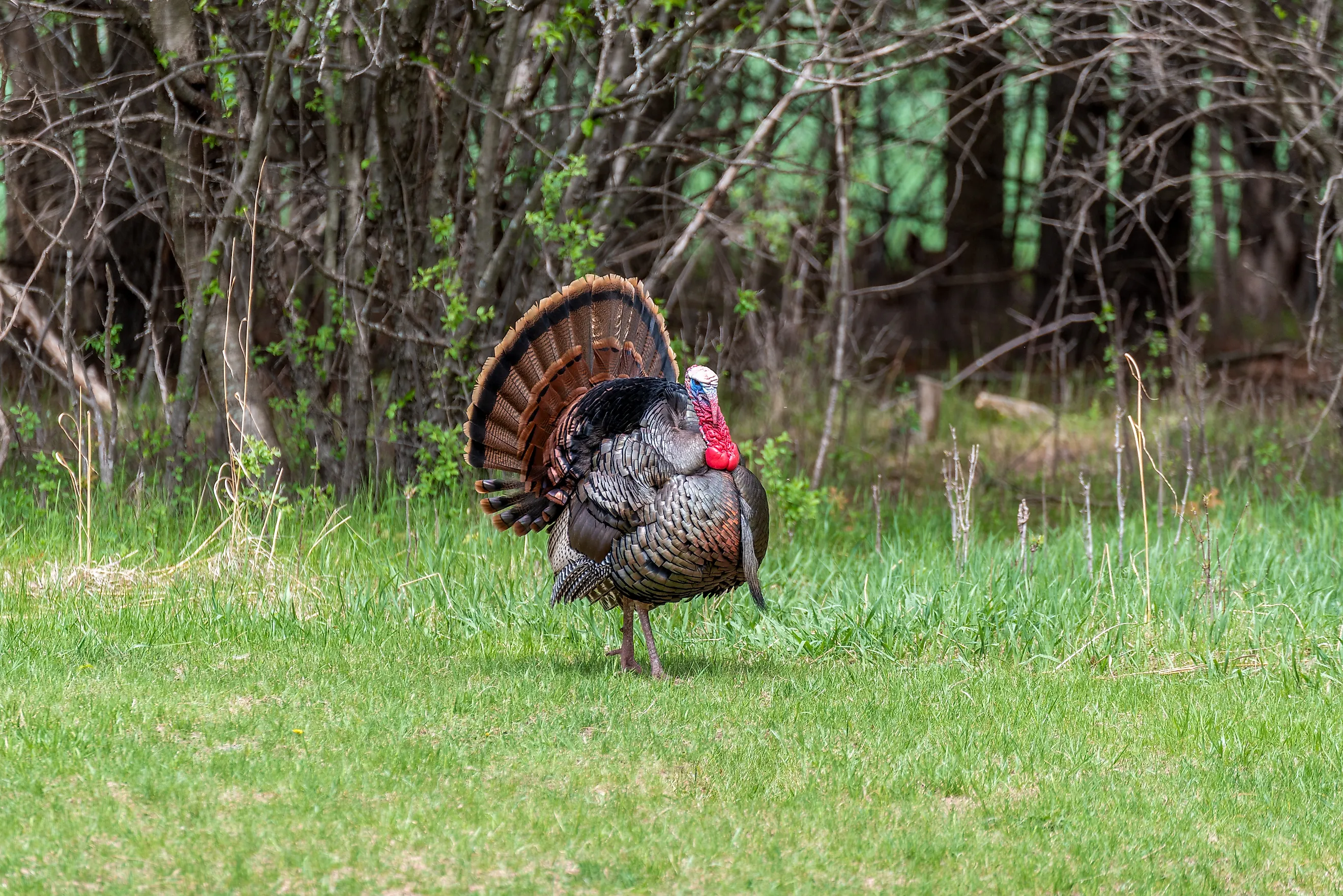 An urban wild turkey gobbler displaying feathers. 