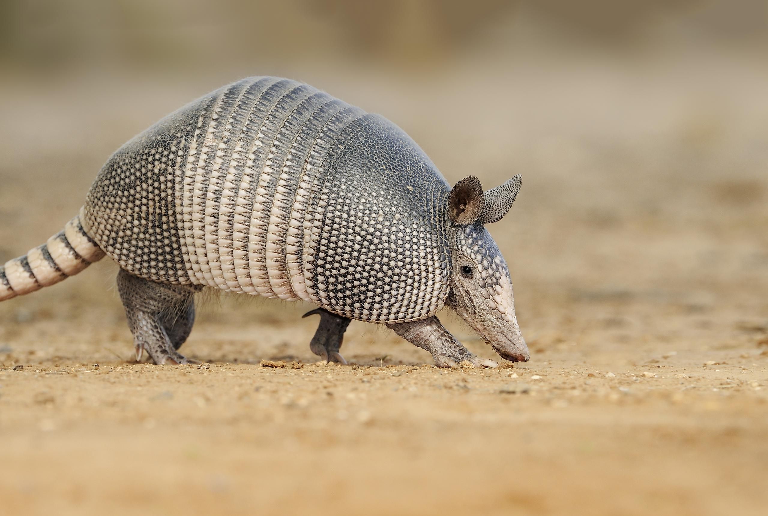10 Animals Found in Brazil - WorldAtlas