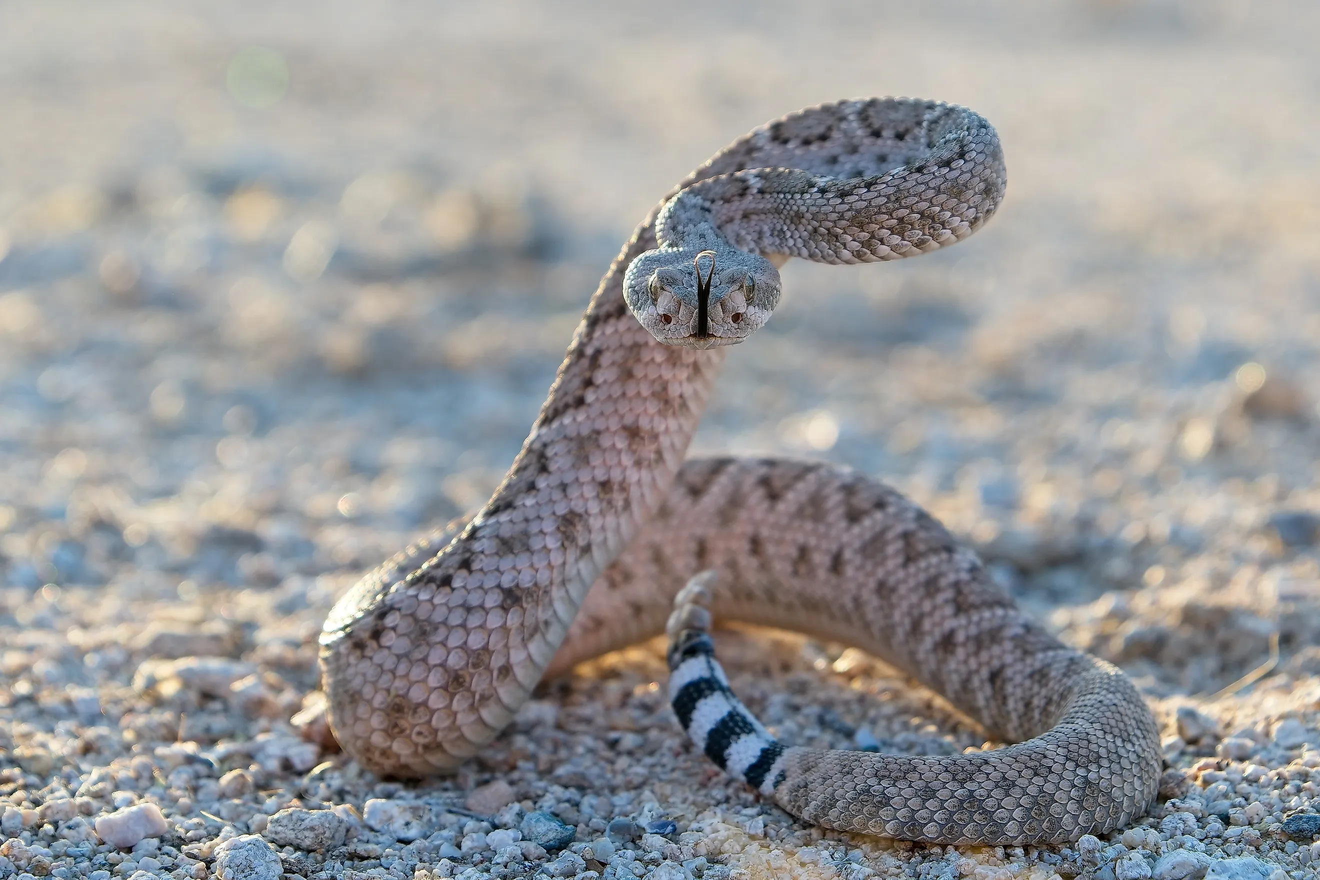 Western Diamondback Rattlesnake (crotalus atrox). 