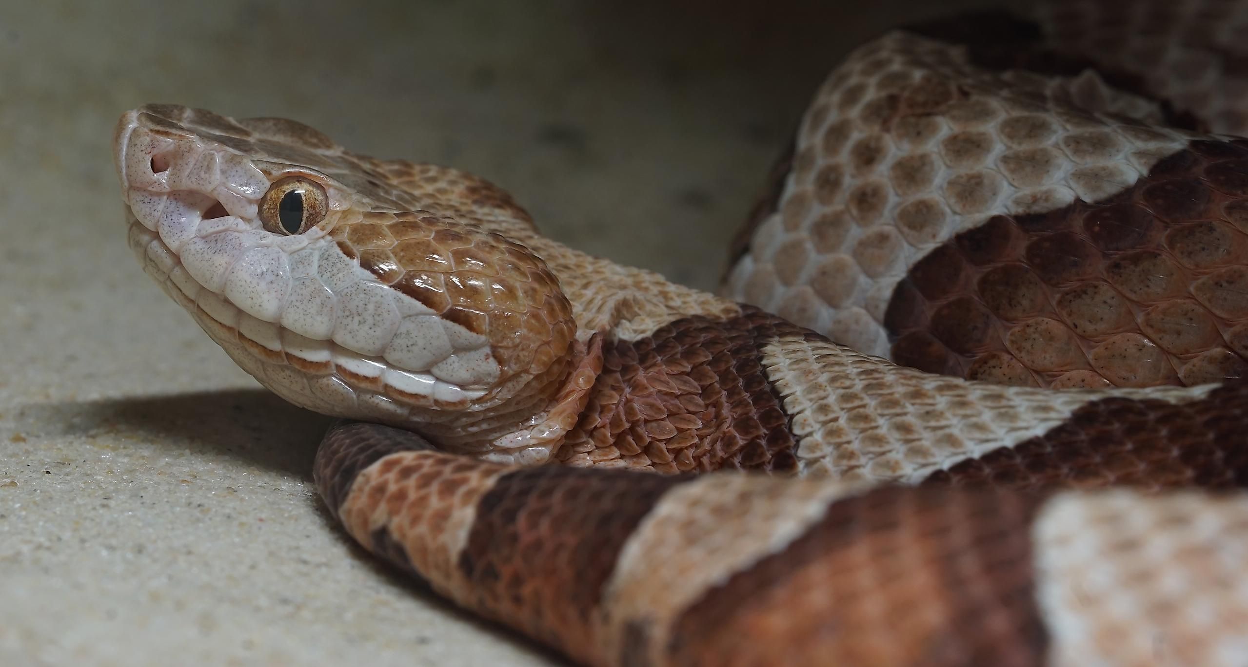 A copperhead snake.