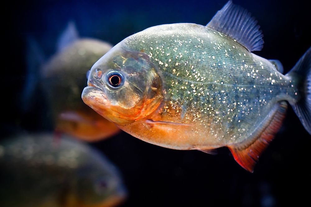 A piranha up close in an aquarium.