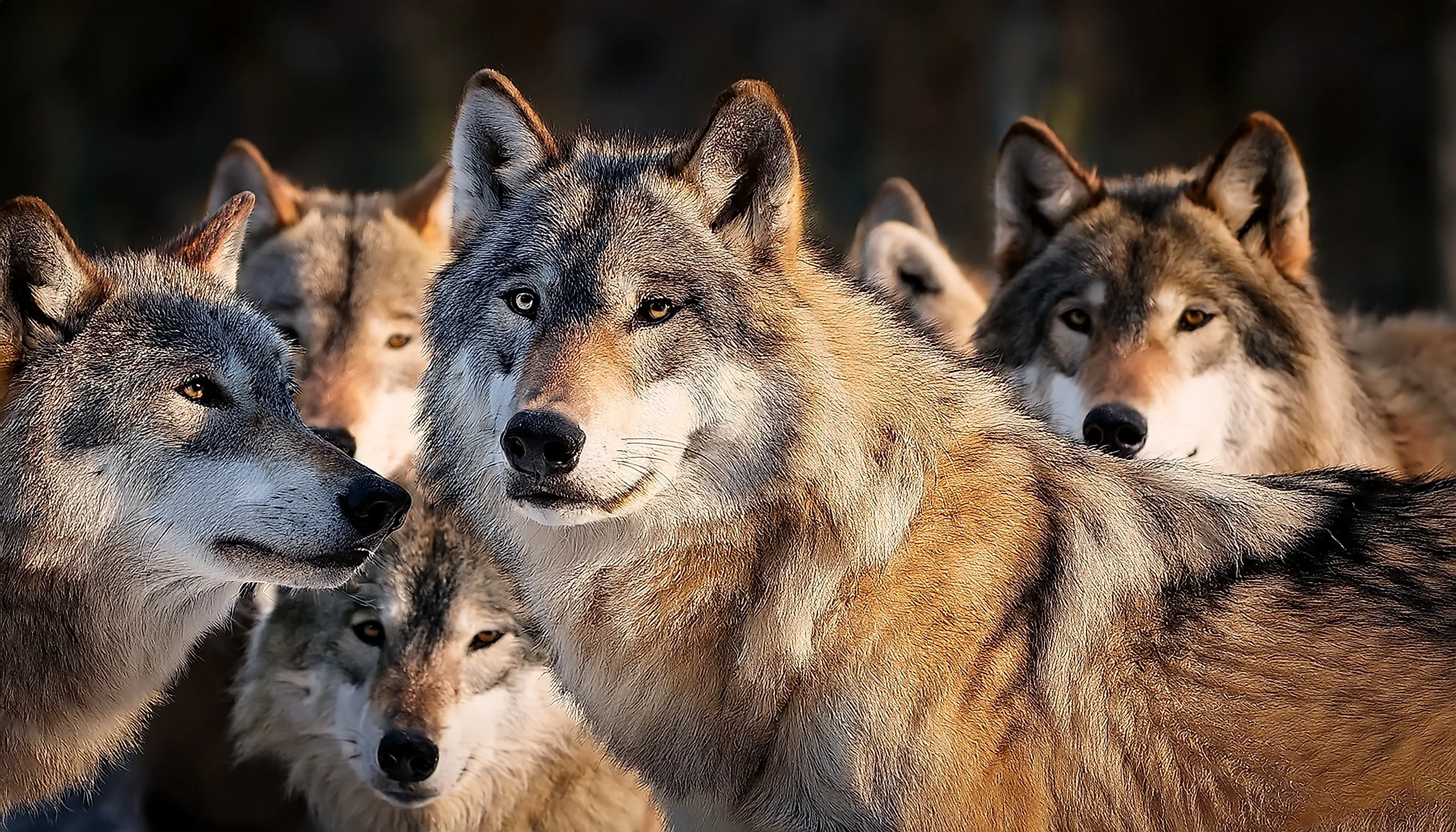 A close up of pack of Gray Wolves. 