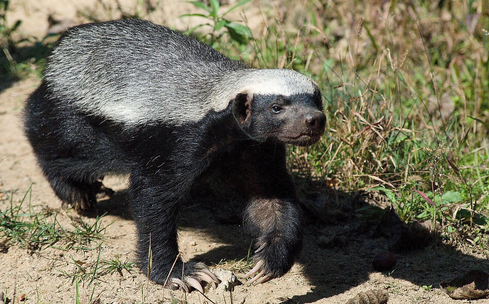 The honey badger is an example of an asymmetrical animal.