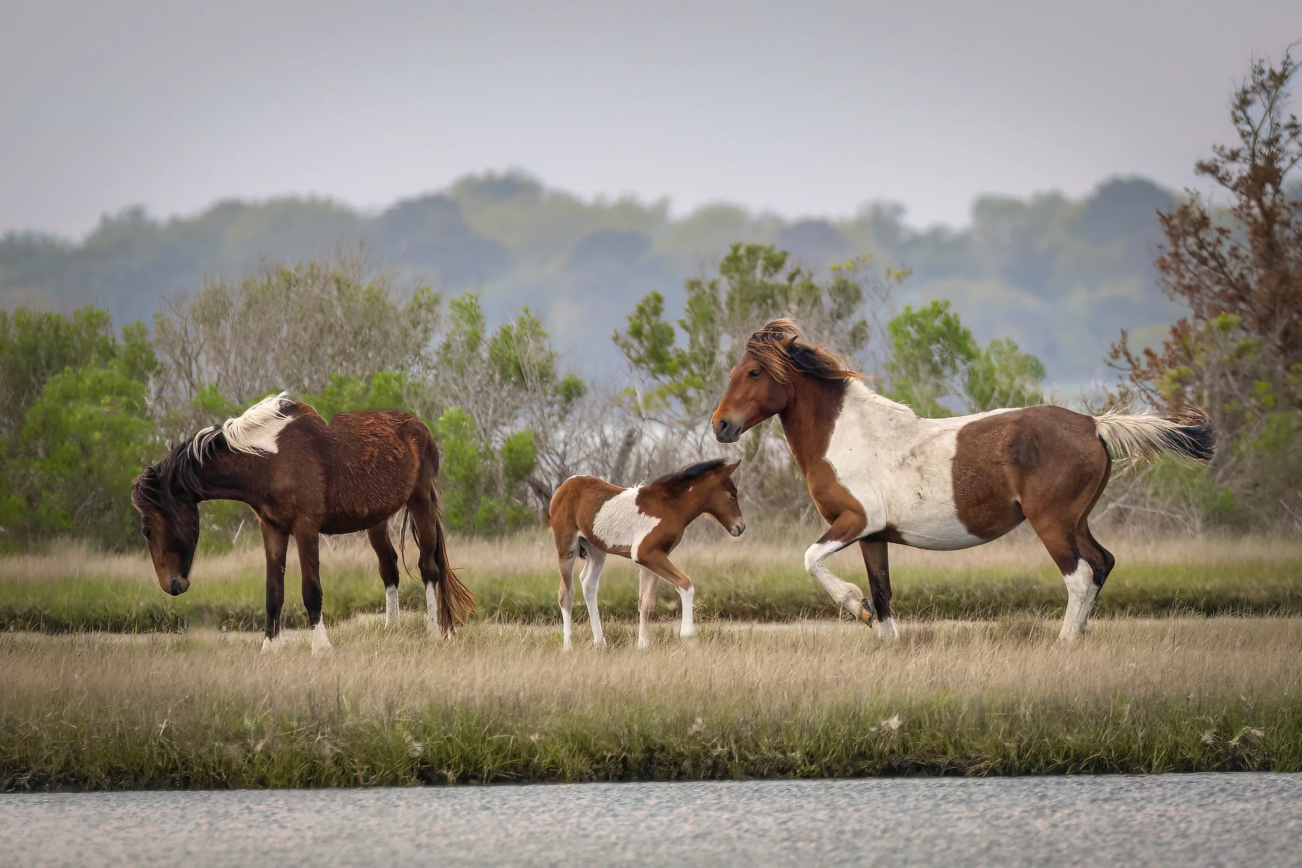 A family of wild horses in the marsh on Assateague Island, Maryland.