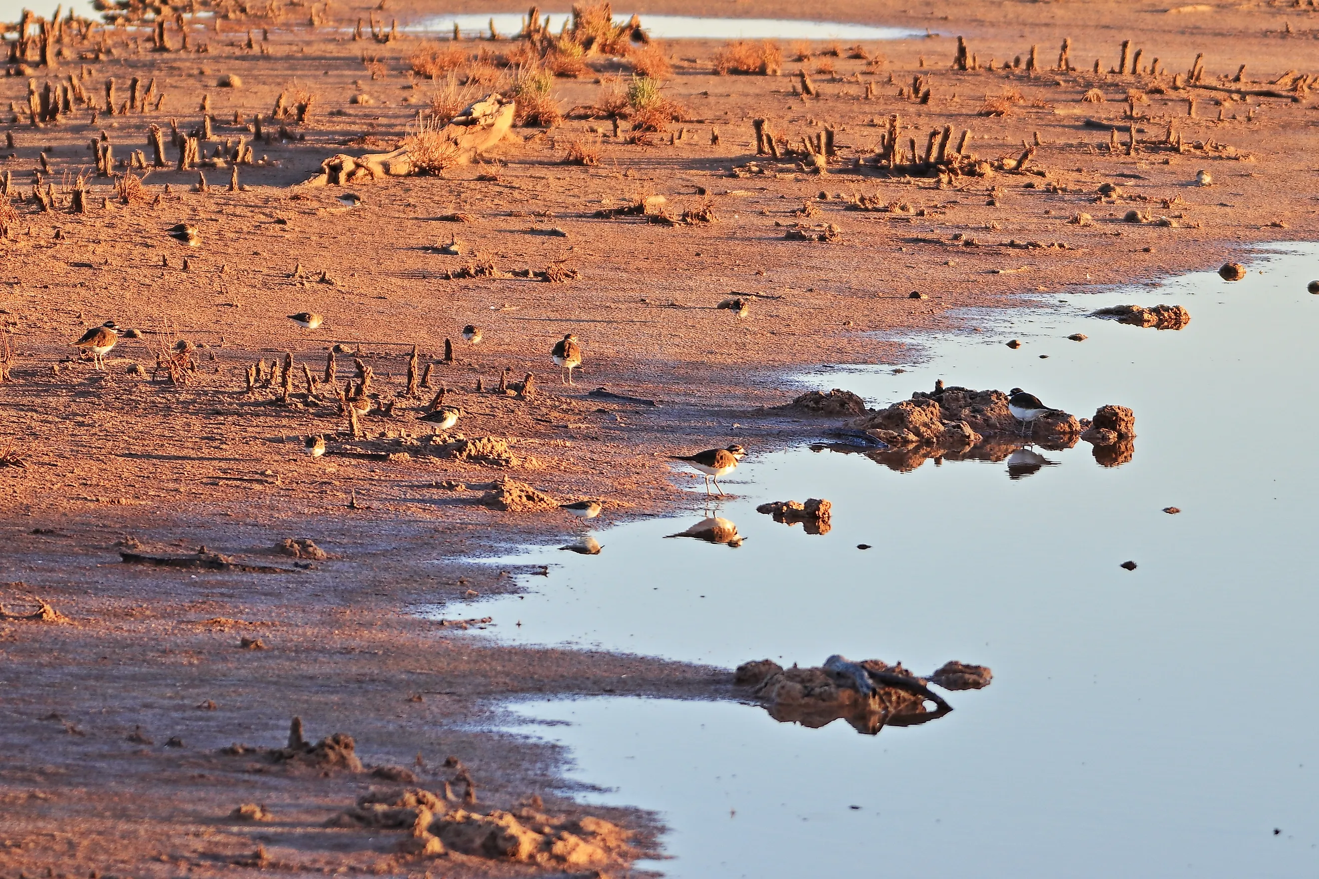 The red bluffs of the western edge of the Caprock, the Pecos River and Bitter Lakes National Wildlife Refuge at sunrise