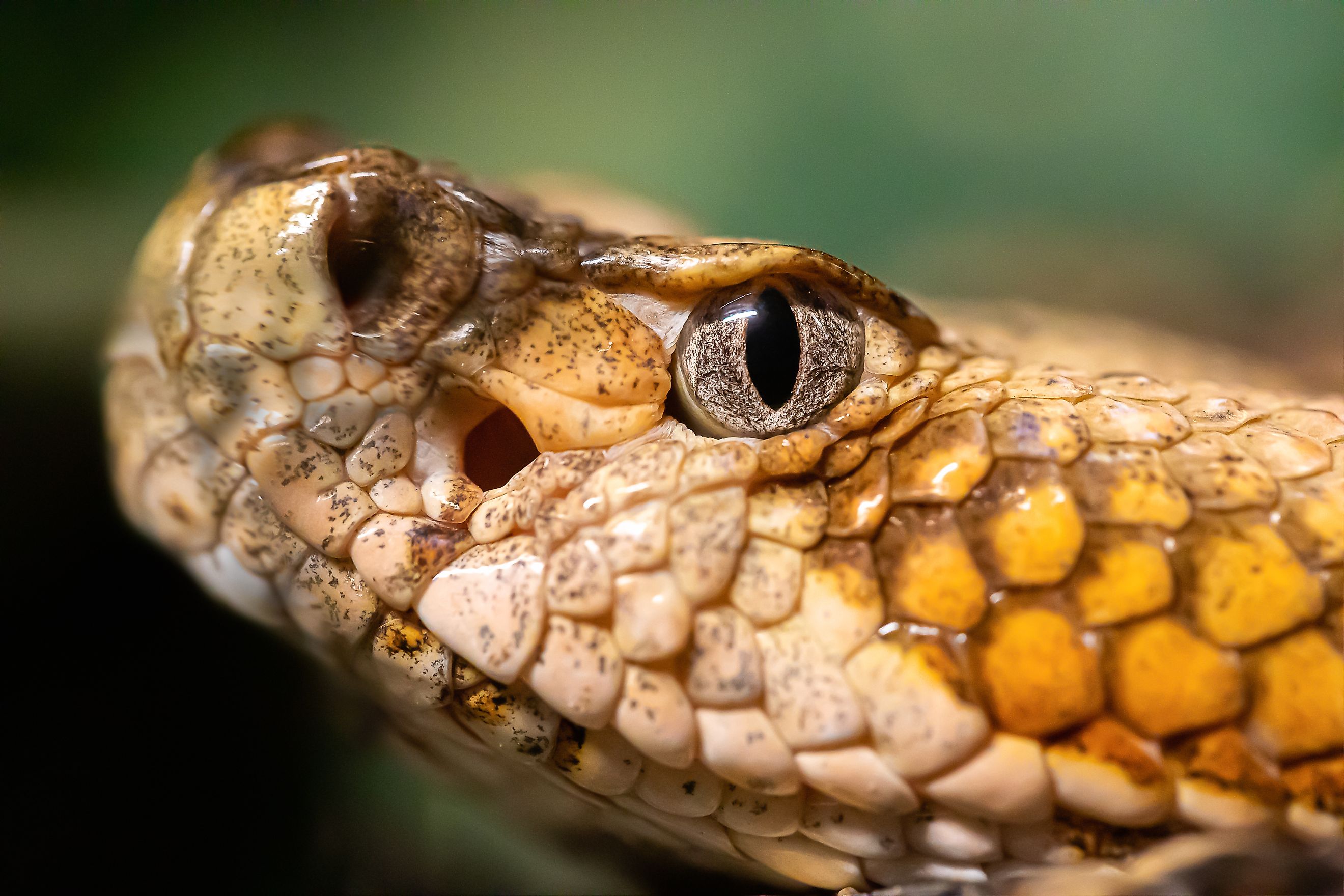A macro photo of a Timber Rattlesnake, Crotalus horridus