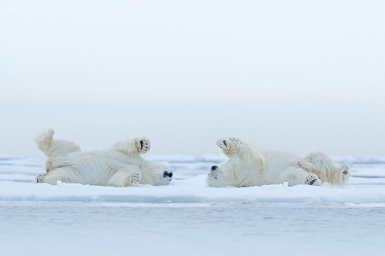 Two playful polar bears on Arctic ice. Image credit: Ondrej Prosicky/Shutterstock.com