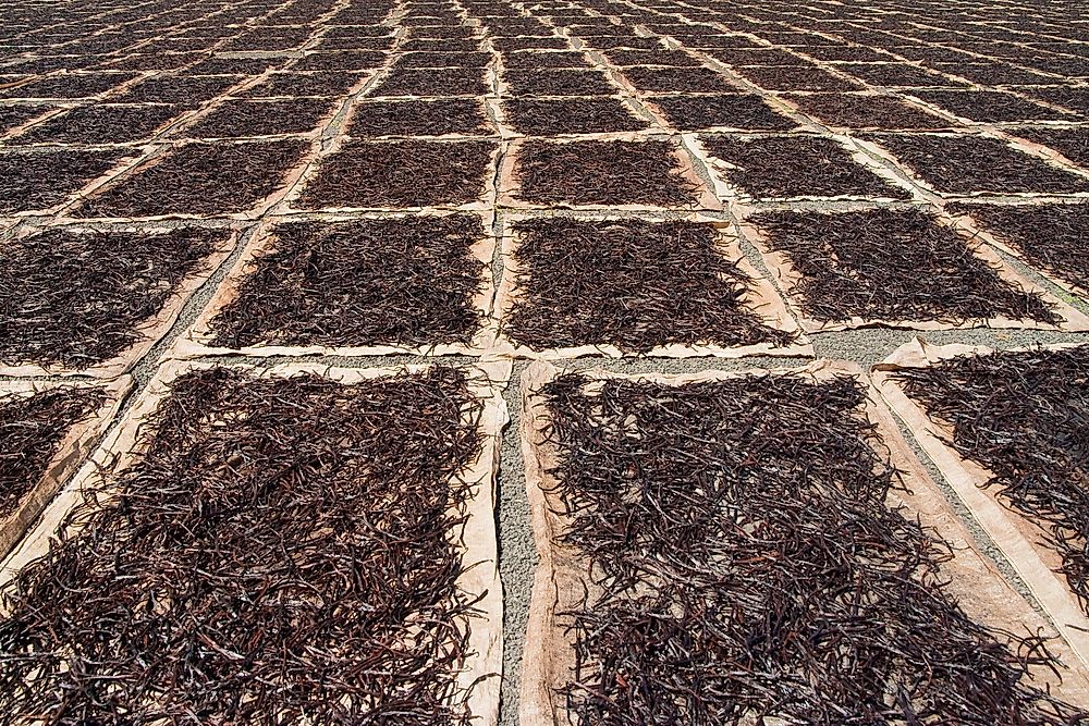 Natural Vanilla dries in the sun on a farm in Madagascar.