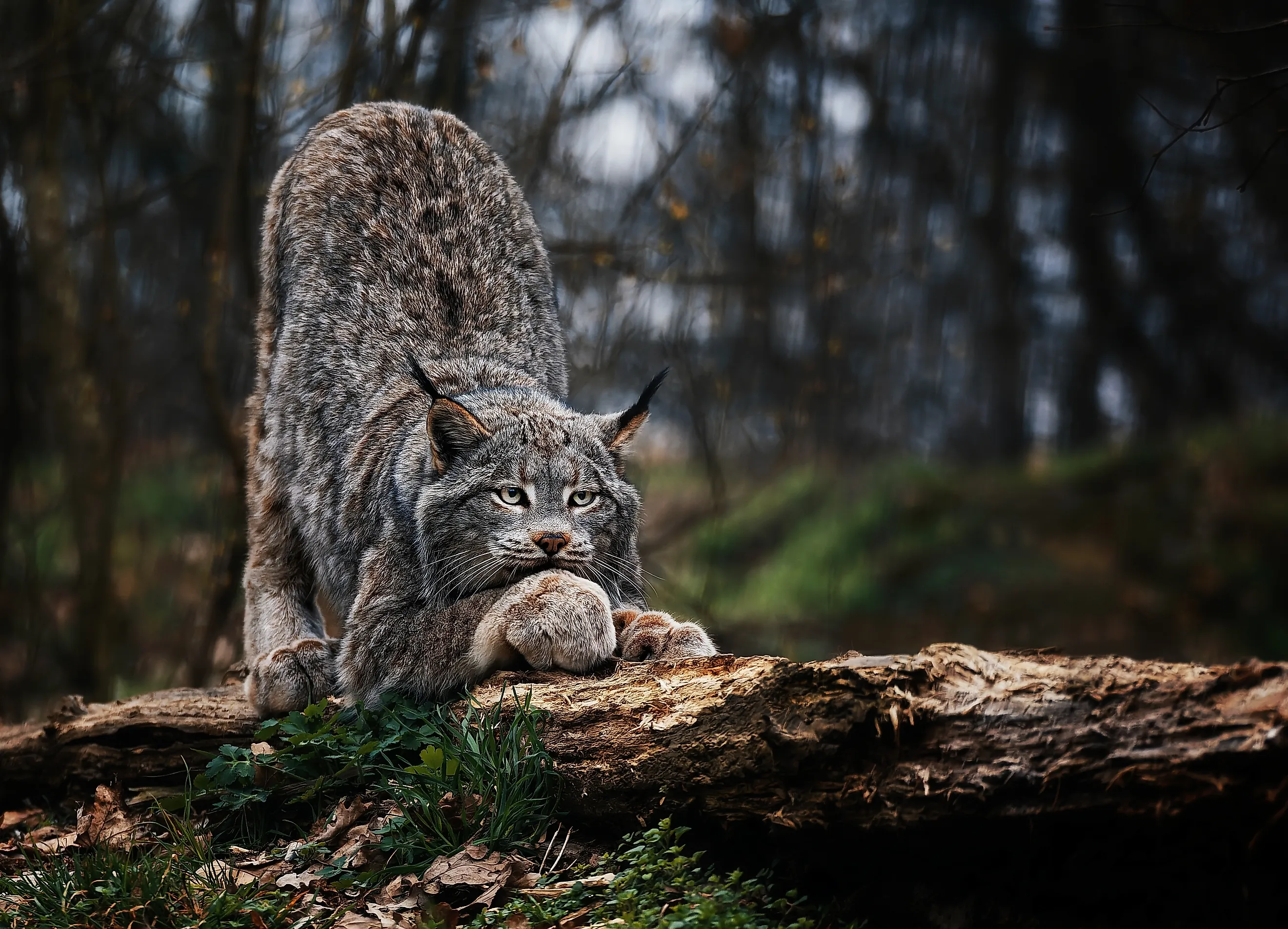 The Canadian Lynx. Credit: Ondrej Chvatal/Shutterstock.com