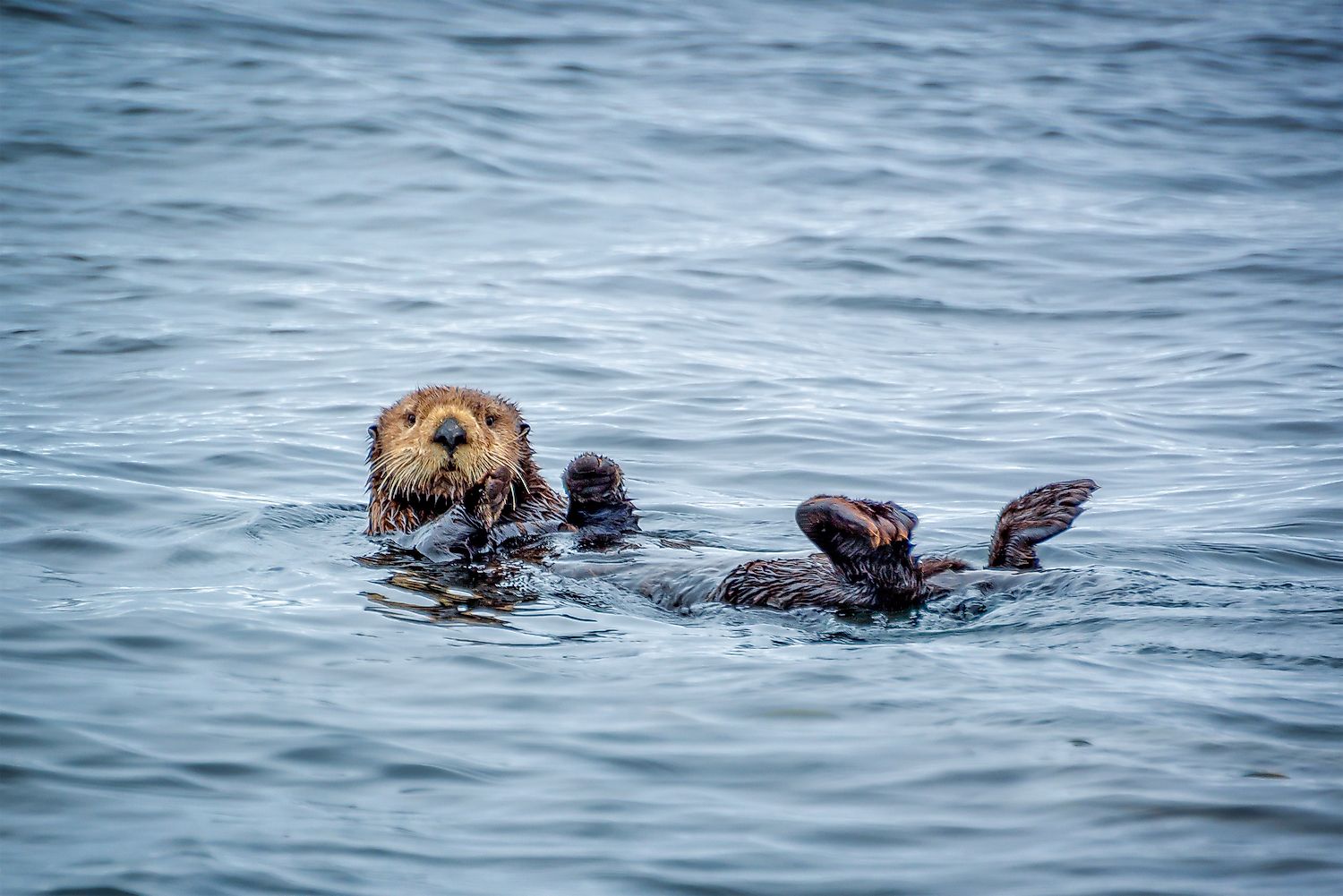 A List Of Canada's Threatened Mammals WorldAtlas A List Of Canada's Threatened Mammals WorldAtlas