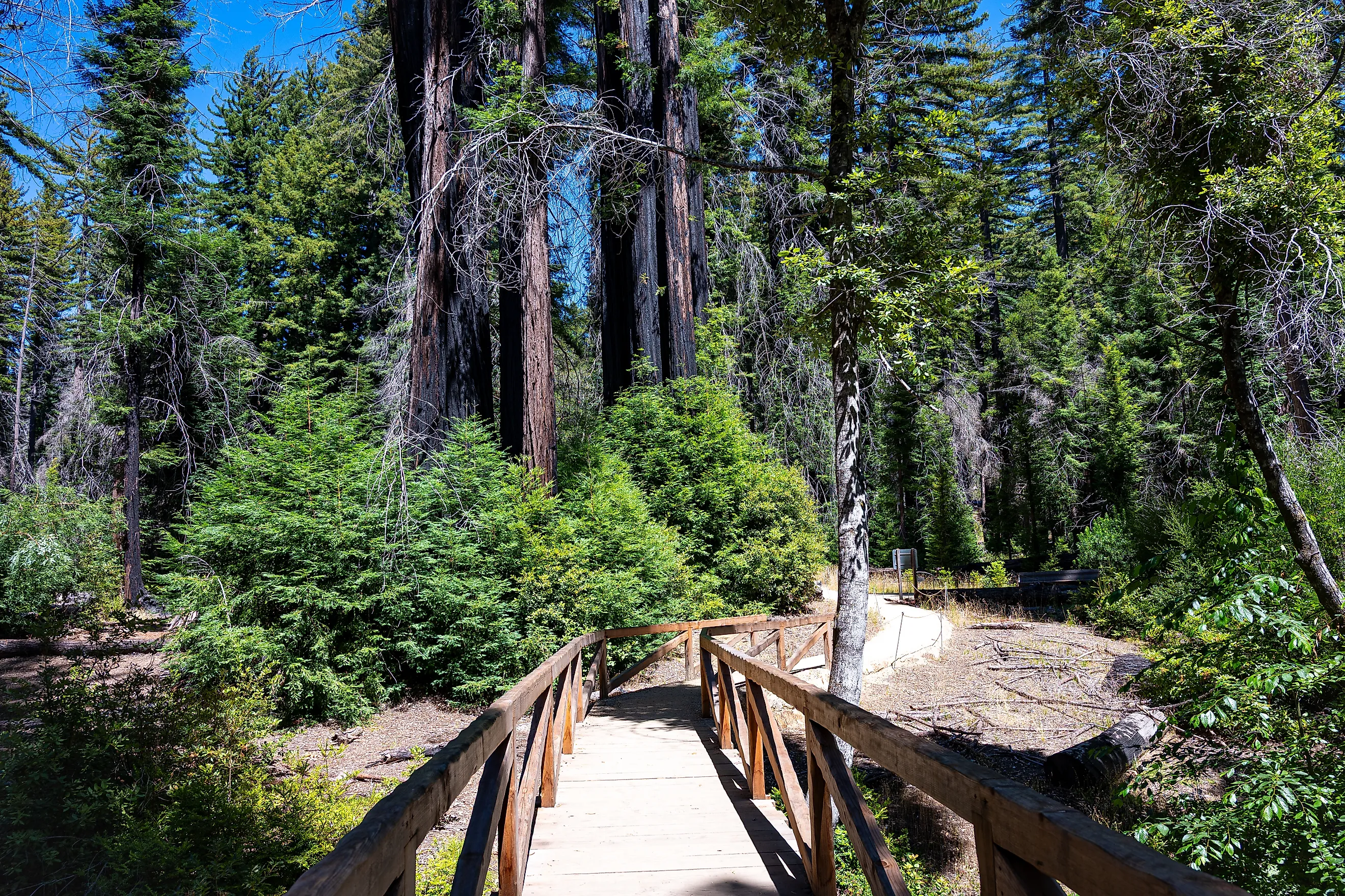 A scenic wooden footbridge in Big Basin Redwoods State Park, California