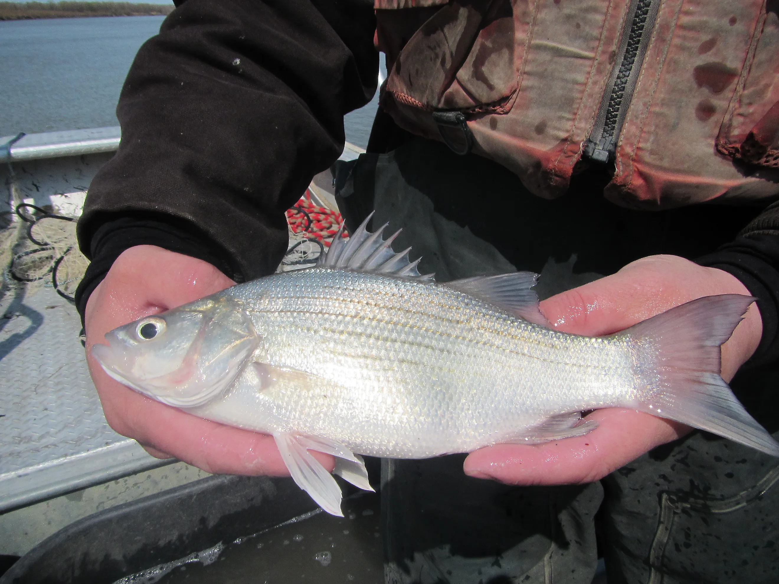 White bass captured by Missouri River Fish and Wildlife Conservation Office during fish sampling in the Missouri River System (2015). Photo: USFWS