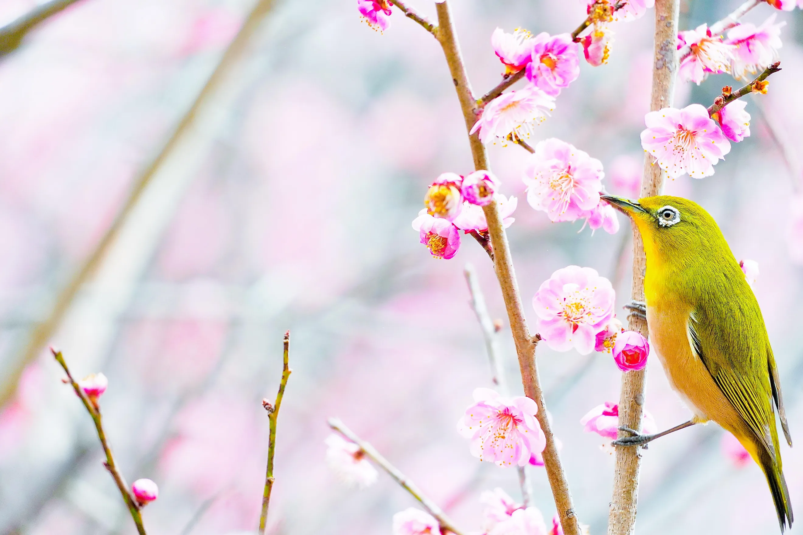 Japanese white-eye.