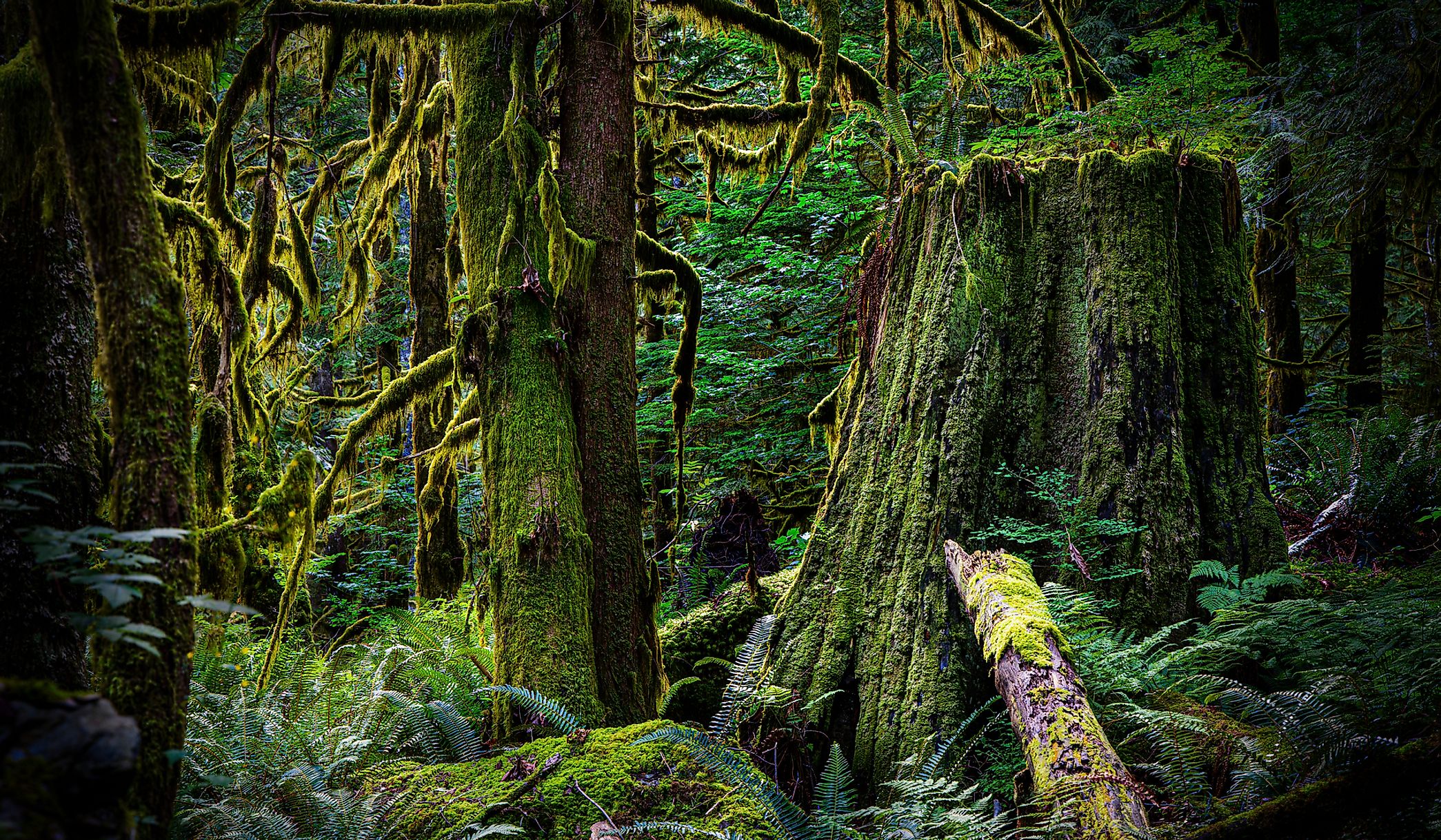 Old-growth forest.