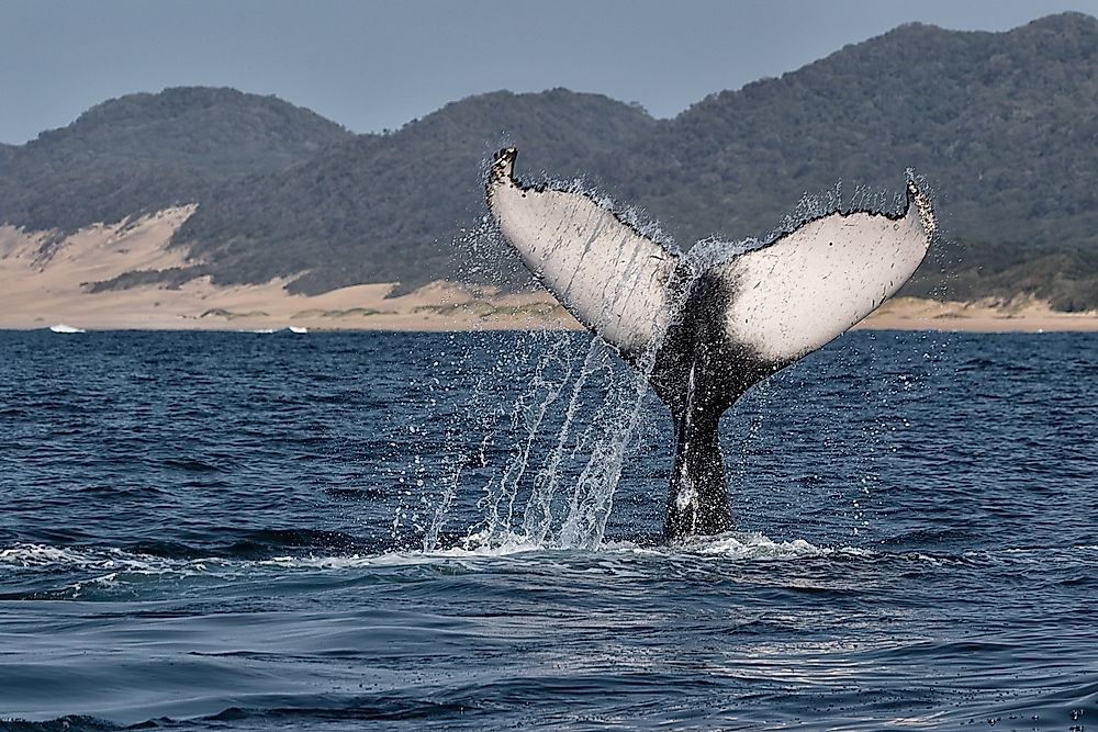 A humpback whale in South Africa.