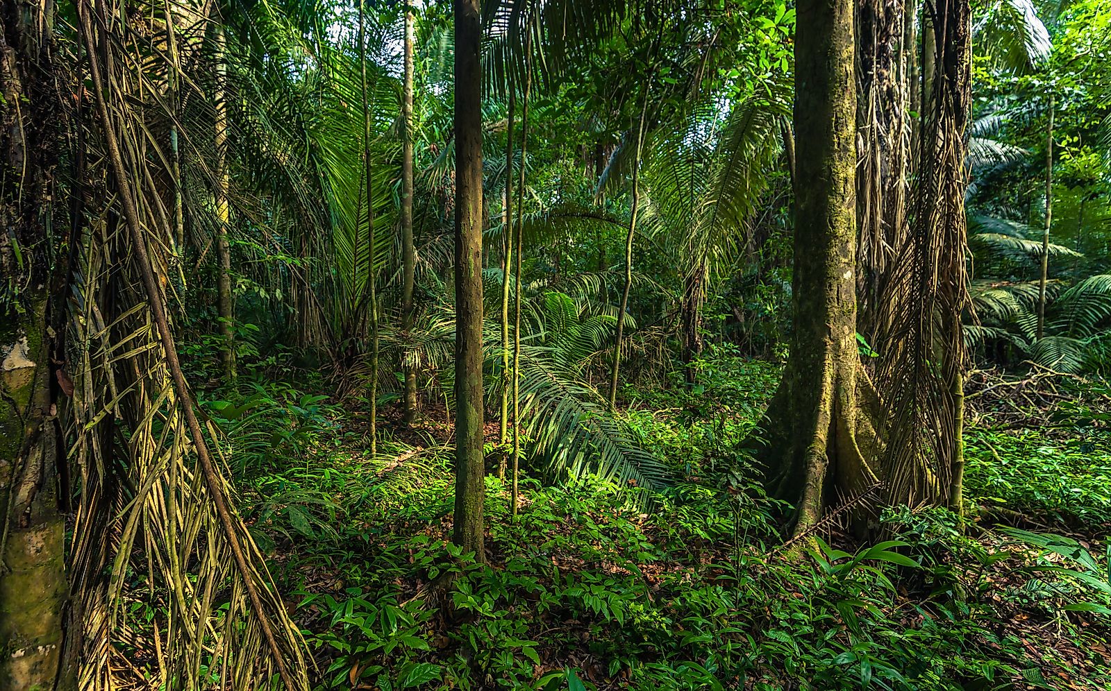 The reduction in habitat size for the rio mayo titi has been one of the main factors contributing to their endangerment.