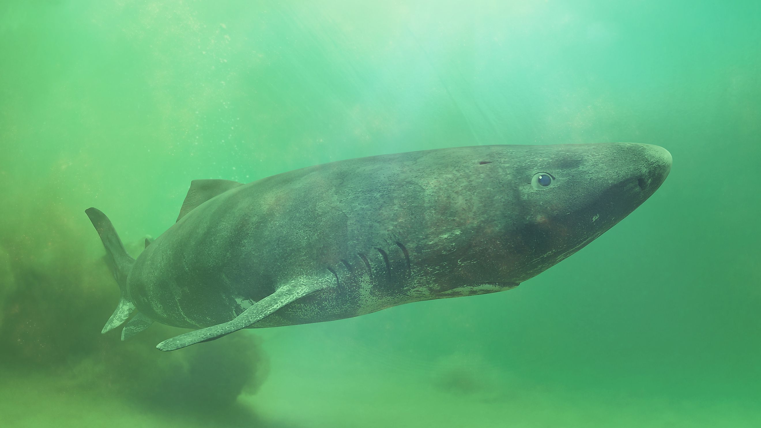 A Greenland shark near the ocean floor.