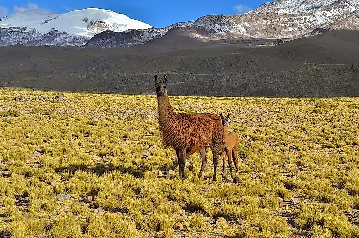 A Vicuna mother with her young one on the Bolivian Altiplano near the Andes Mountains.