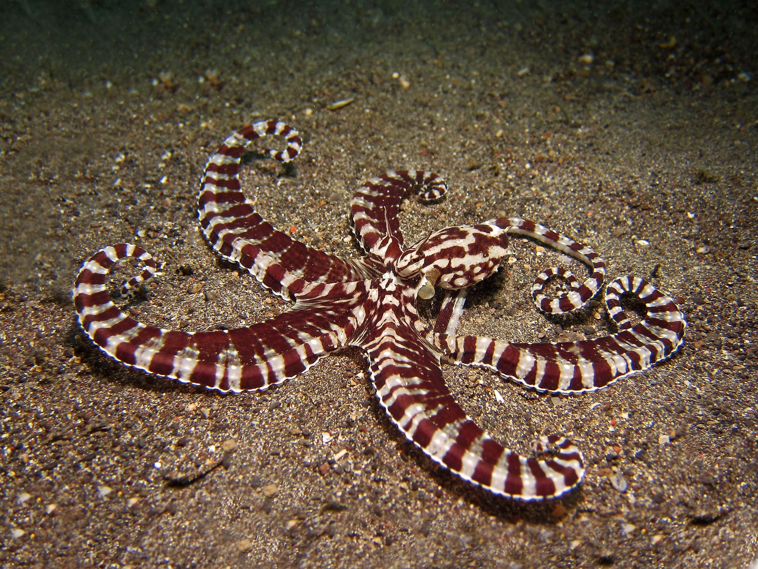 This octopus species discovered in Indonesia not only can change its color, but it can also change its behavior and movement patterns!