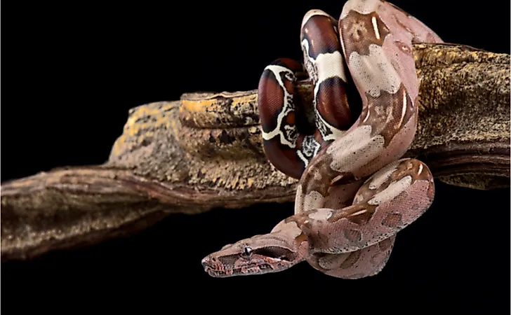 What Are The Differences Between A Boa And A Python? - WorldAtlas