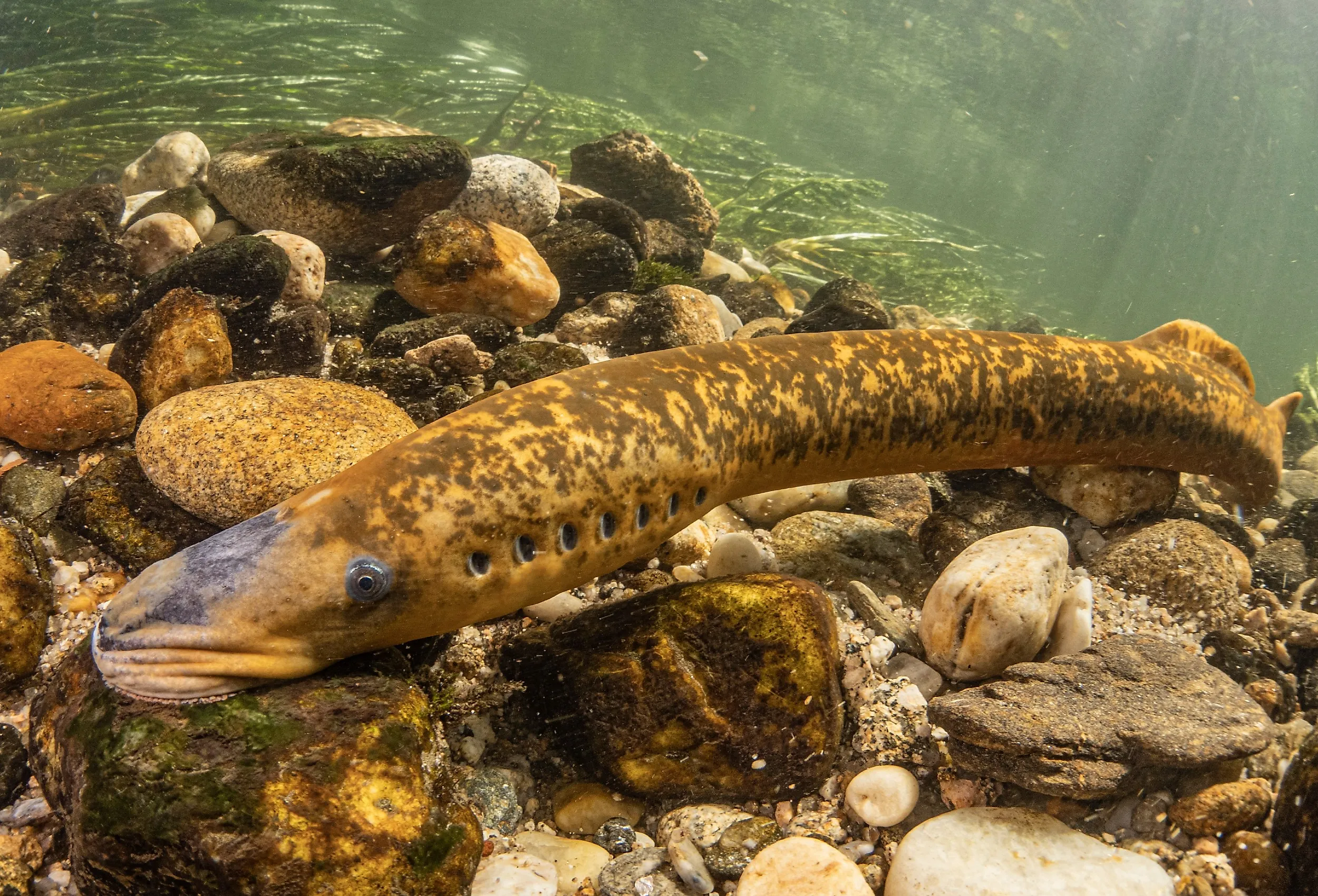 Sea lamprey is making a nest to lay eggs. Image credit Manuel E. Garci via Shutterstock